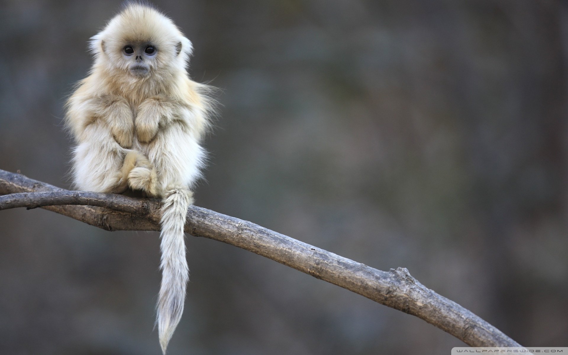 动物,野生动物,猴子