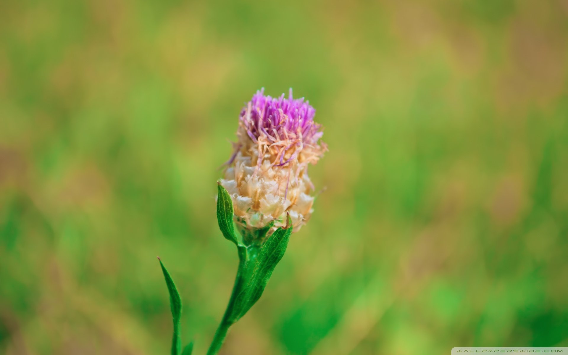 小清新,唯美,娇艳欲滴,花儿,春天,温暖,温馨一刻,清新淡雅,鸟语花香