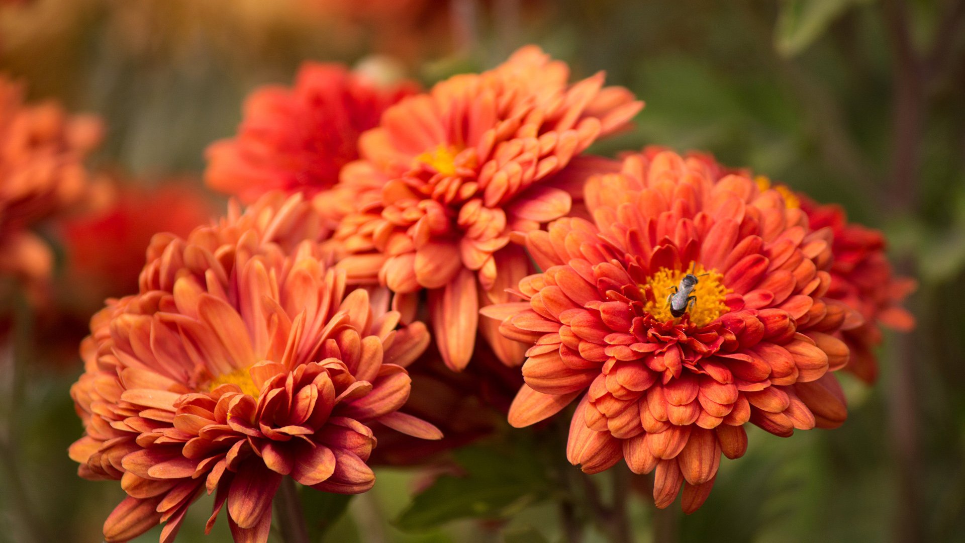 小清新,唯美,娇艳欲滴,花儿,春天,温暖,温馨一刻,清新淡雅,鸟语花香