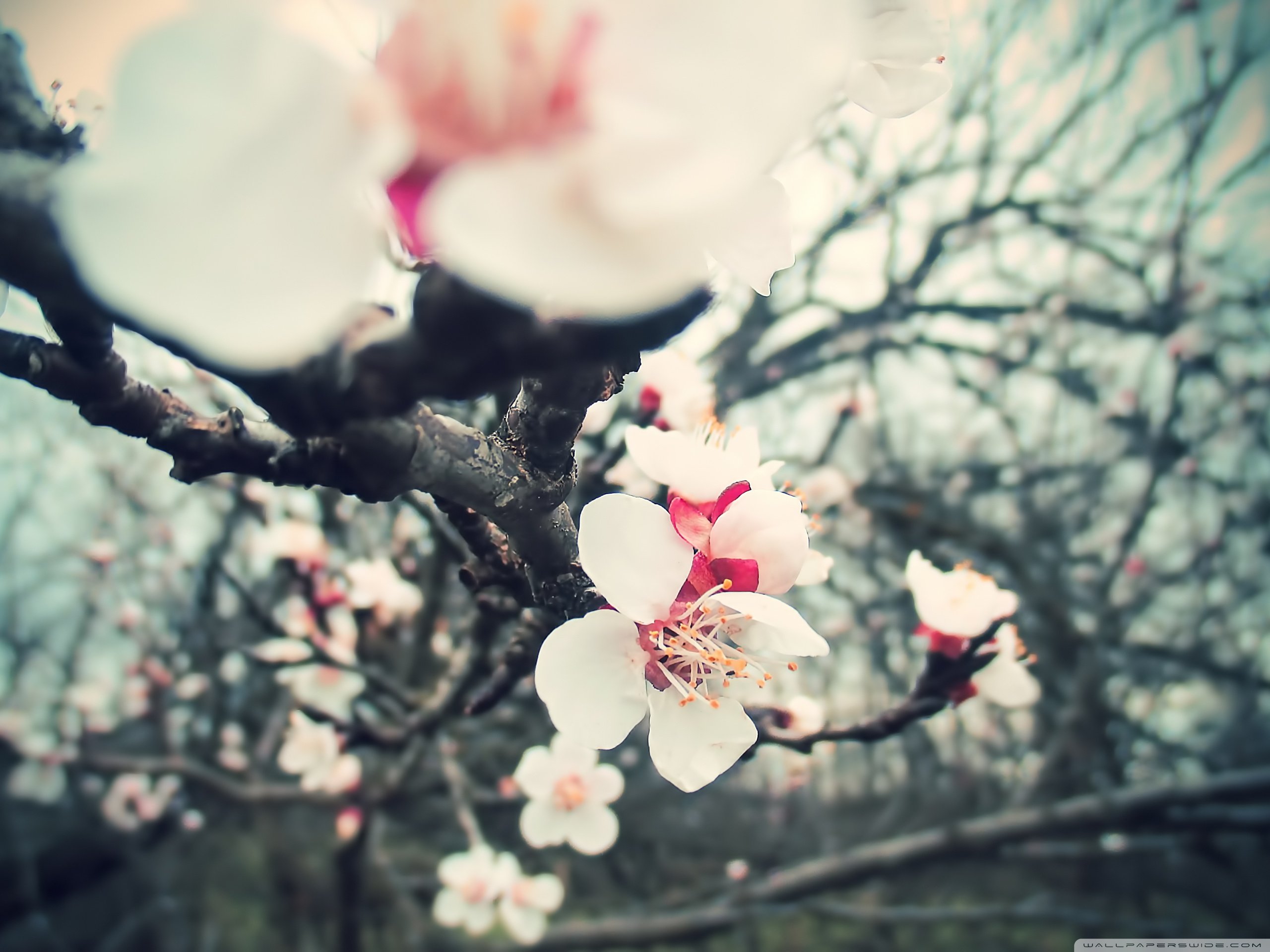 小清新,唯美,娇艳欲滴,花儿,春天,温暖,温馨一刻,清新淡雅,鸟语花香