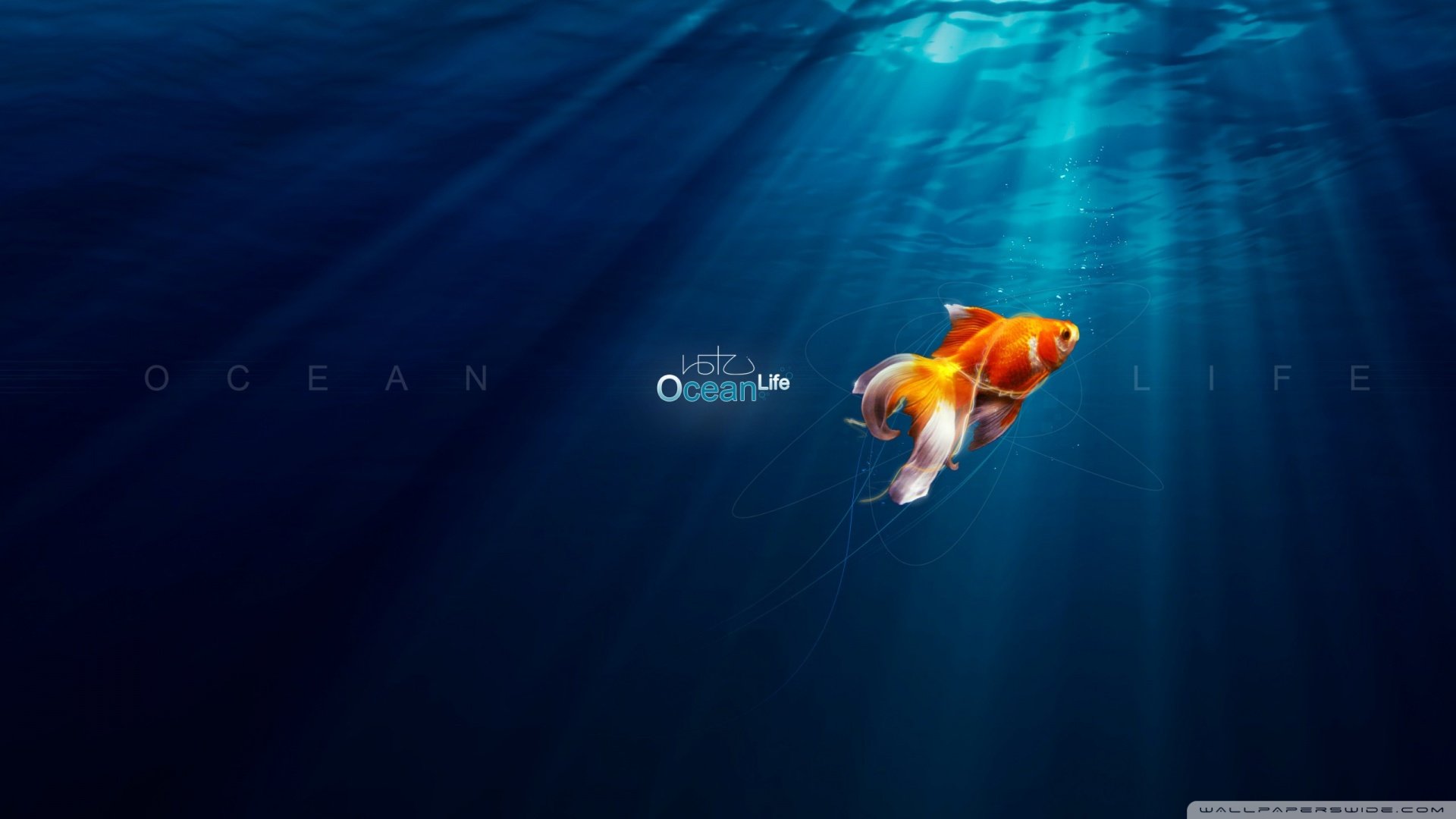 动物,野生动物,海洋天堂,海底世界,金鱼