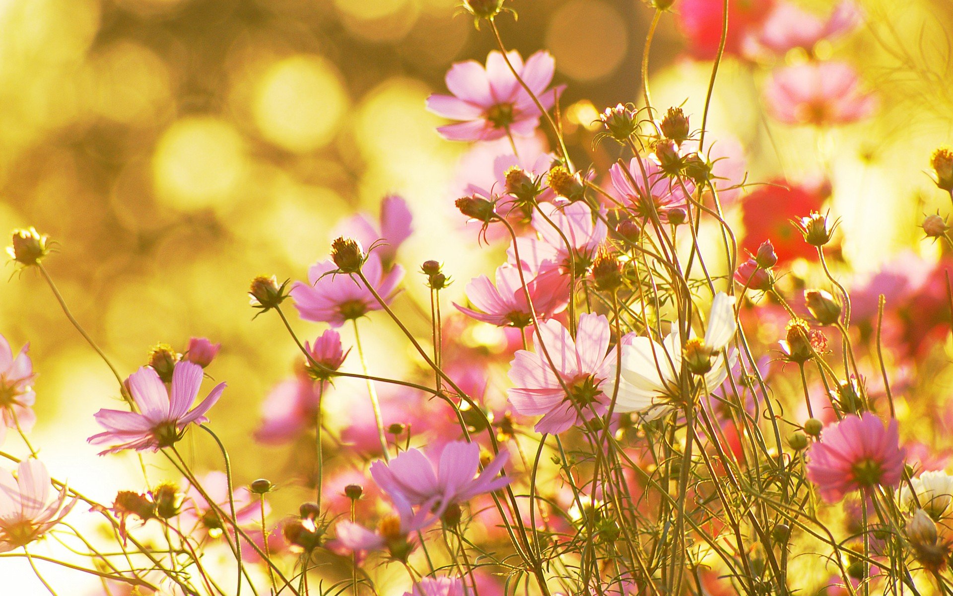 小清新,唯美,娇艳欲滴,花儿,春天,温暖,温馨一刻,清新淡雅,鸟语花香