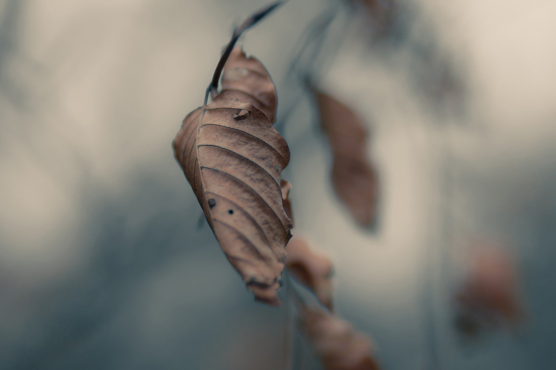 小清新,唯美,温馨,温暖,阳光,治愈系,安静,生活,慢生活,清新淡雅,温馨一刻,孤单,寂寞,离开,等待,伤感,叶子,静物写真