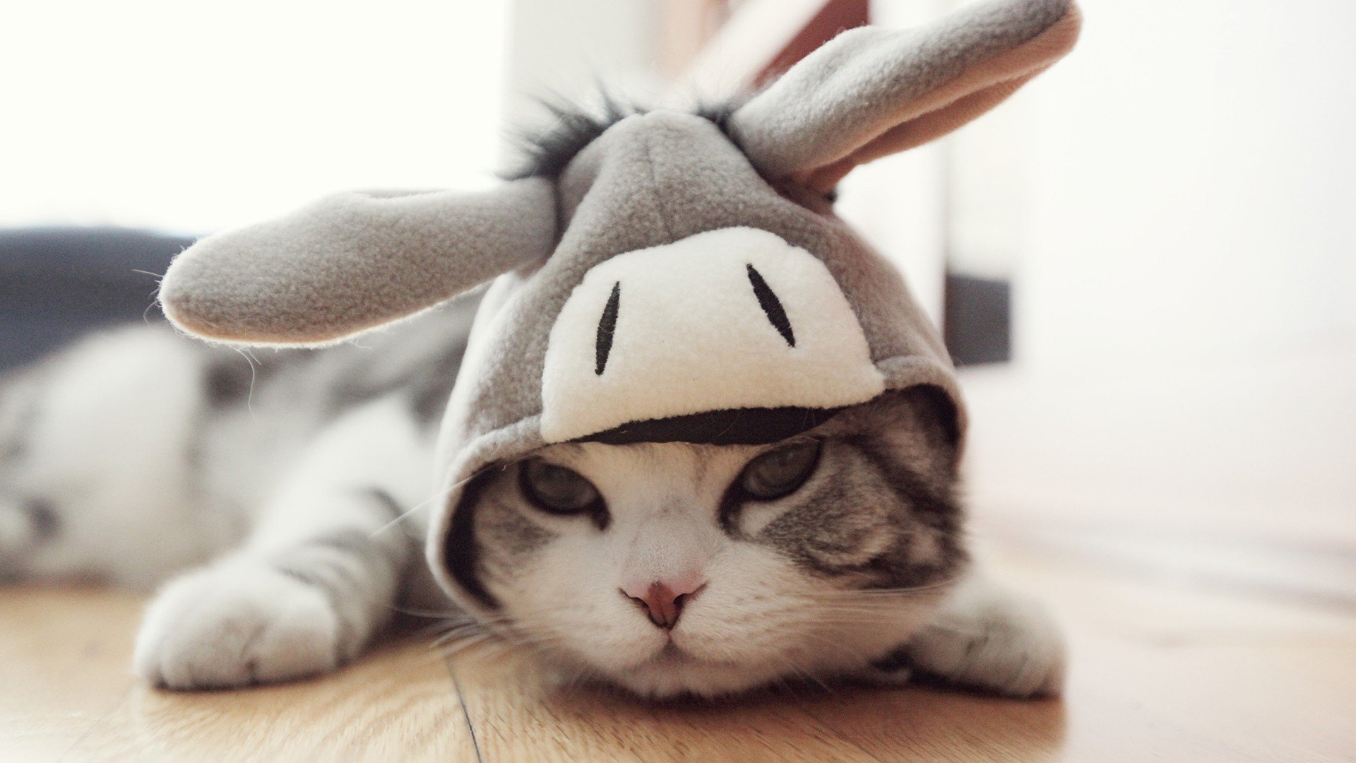 萌宠,动物,萌,可爱,宠物,古灵精怪,卖萌图,猫,喵星人