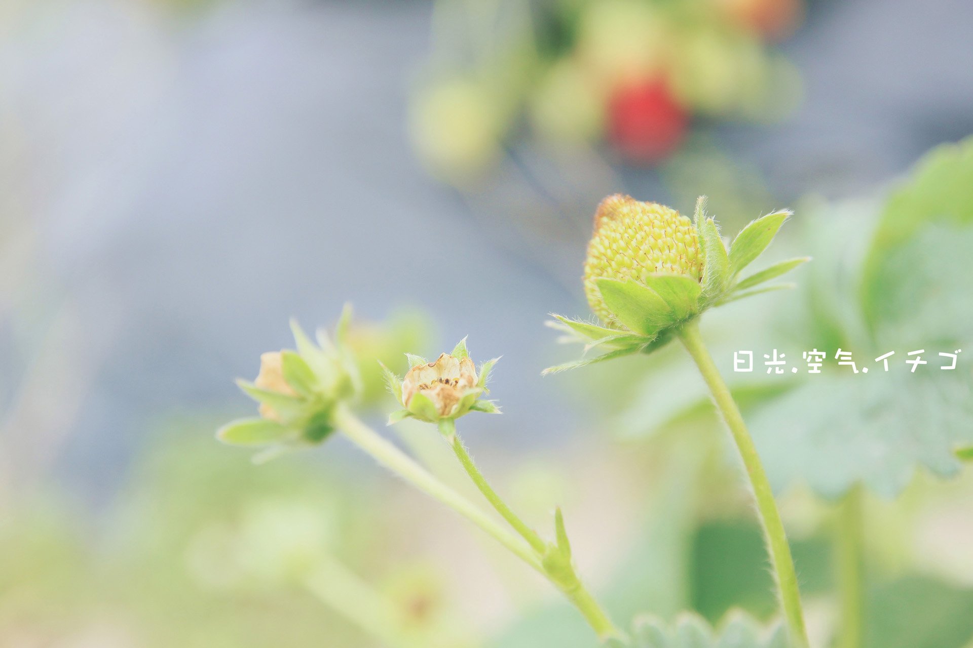 小清新,唯美,温馨,温暖,阳光,绿色养眼,自然,清新淡雅,花,春天,花团锦簇