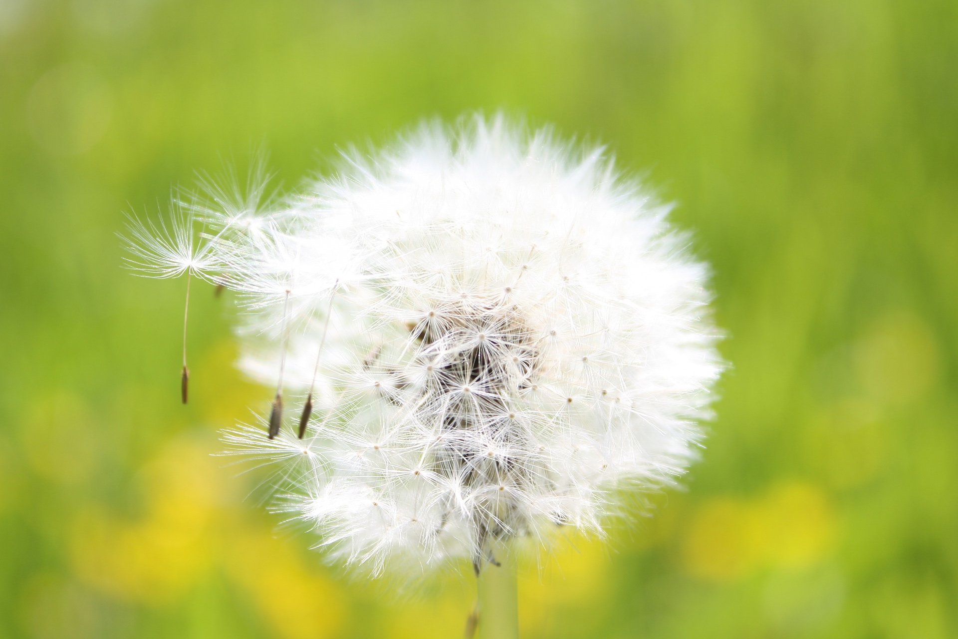 小清新,唯美,温馨,温暖,阳光,绿色养眼,自然,清新淡雅,花,春天,花团锦簇