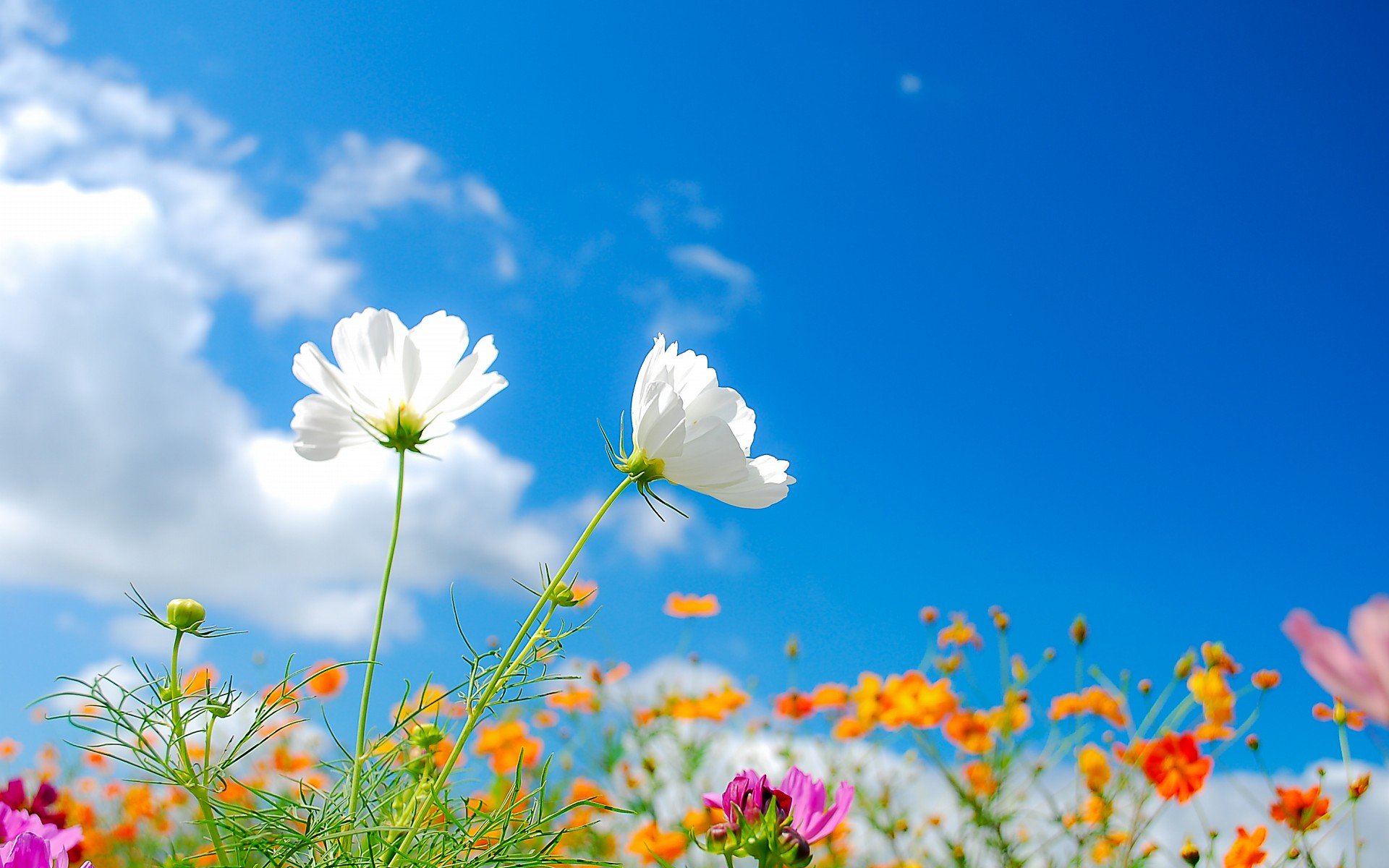 小清新,唯美,娇艳欲滴,花儿,春天,温暖,温馨一刻,清新淡雅,鸟语花香