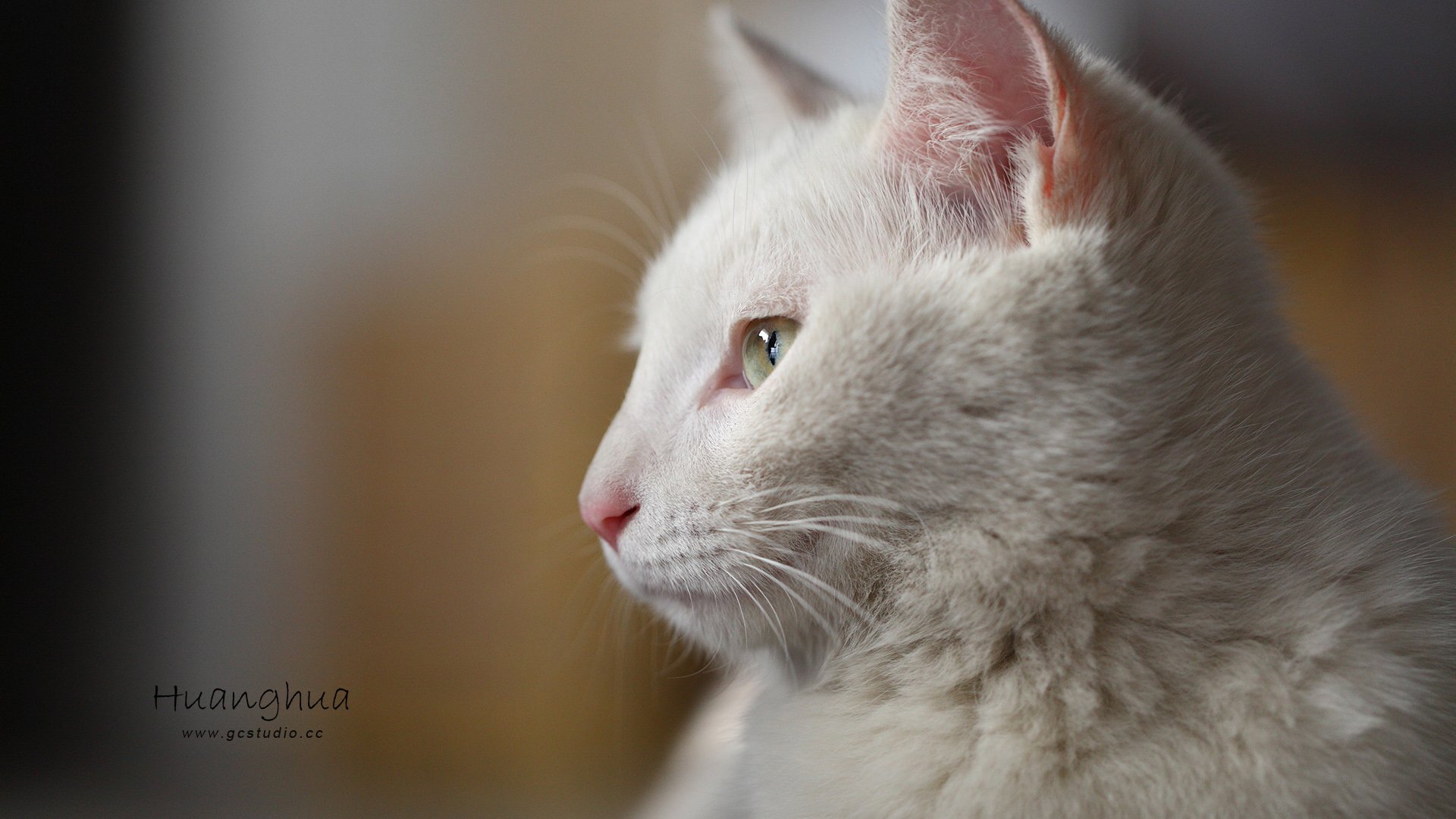 摄影,黄华,猫咪,喵星人