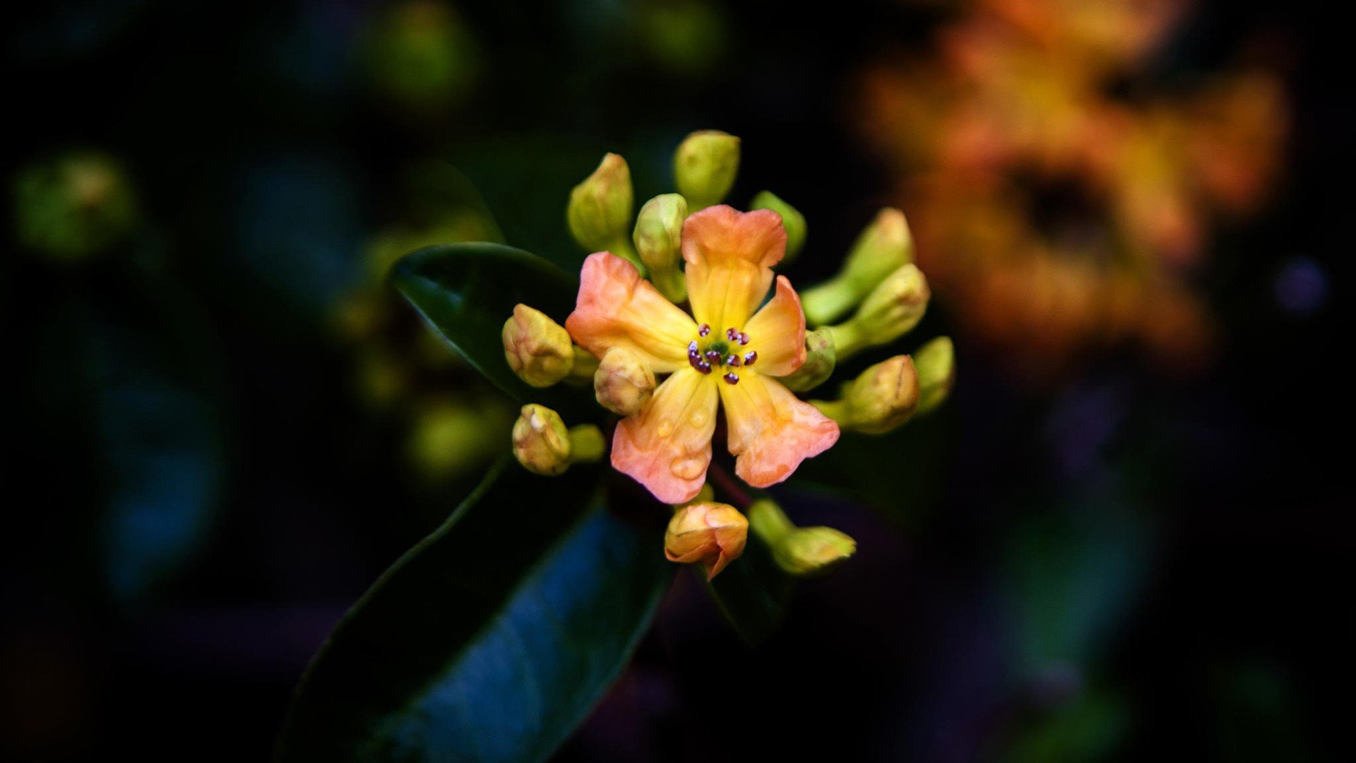 小清新,唯美,娇艳欲滴,花儿,春天,温暖,温馨一刻,清新淡雅,鸟语花香