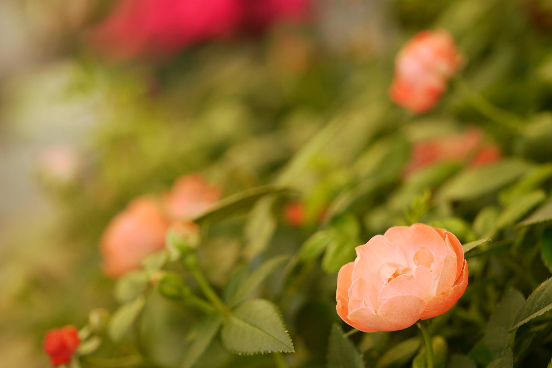 小清新,唯美,娇艳欲滴,花儿,春天,温暖,温馨一刻,清新淡雅,鸟语花香