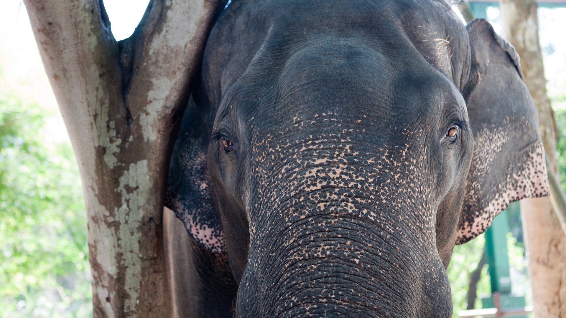 摄影,黄华,动物,野生动物,大象
