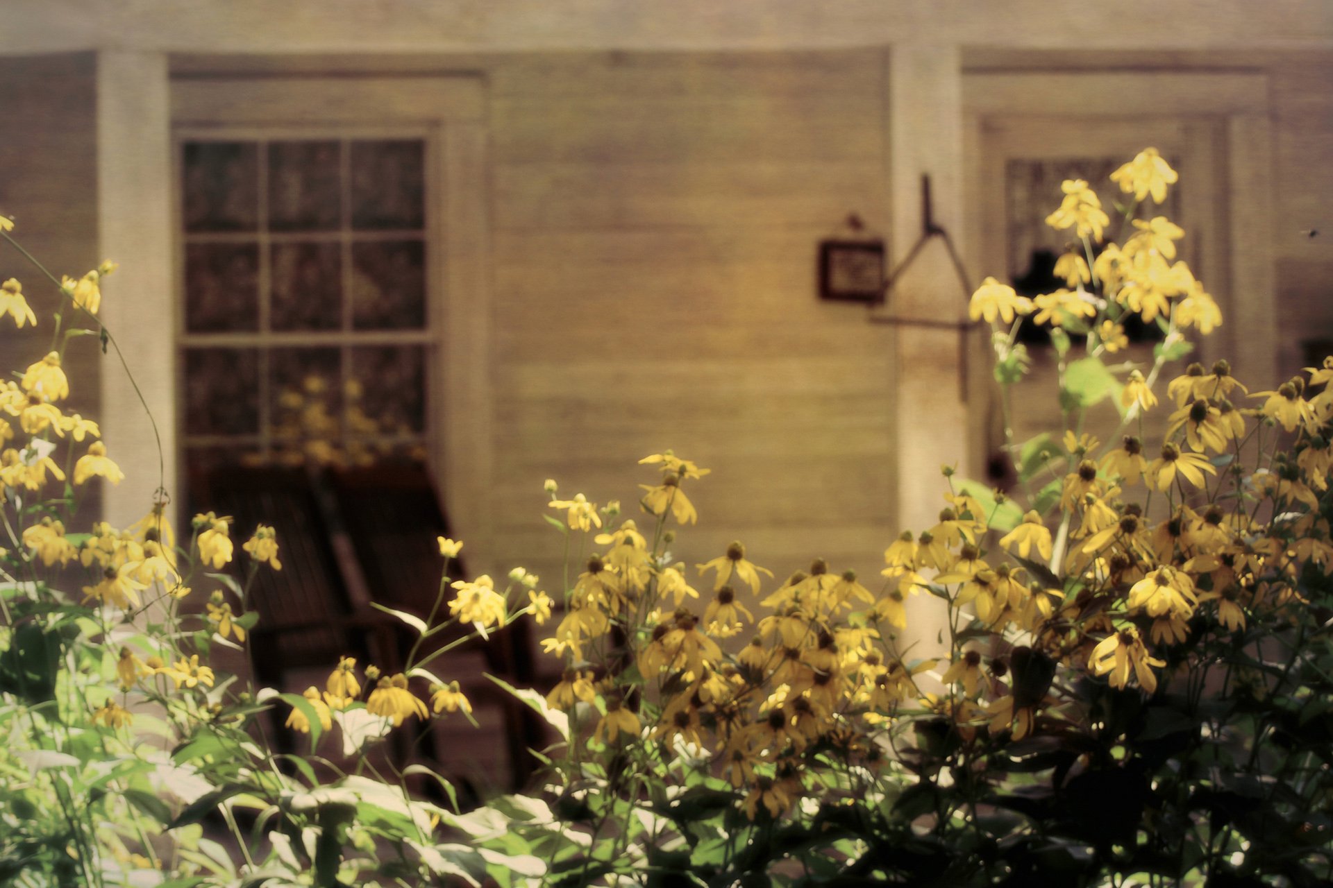 小清新,唯美,温馨,温暖,阳光,绿色养眼,自然,清新淡雅,花,春天,花团锦簇