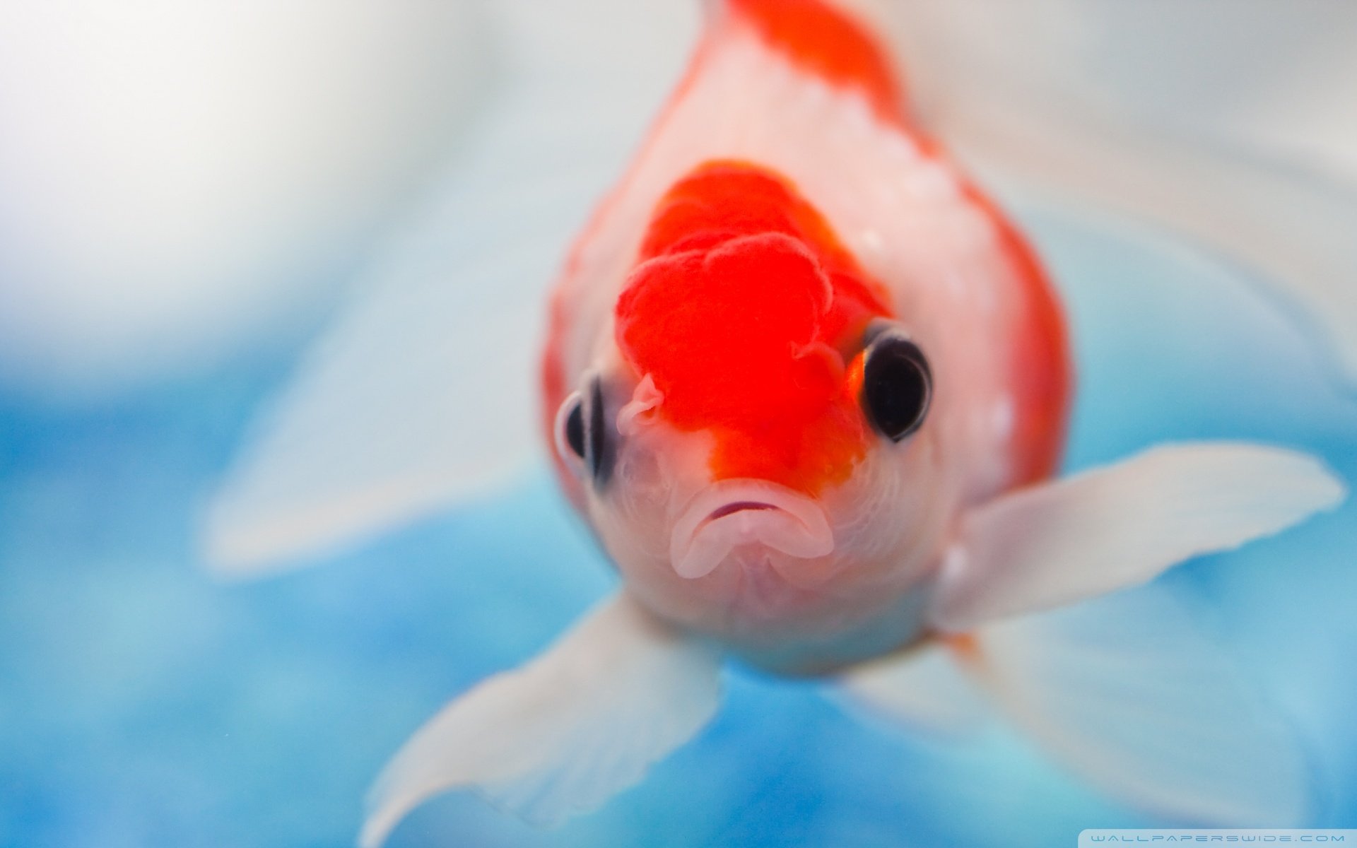 动物,野生动物,海洋天堂,海底世界,大海,鱼