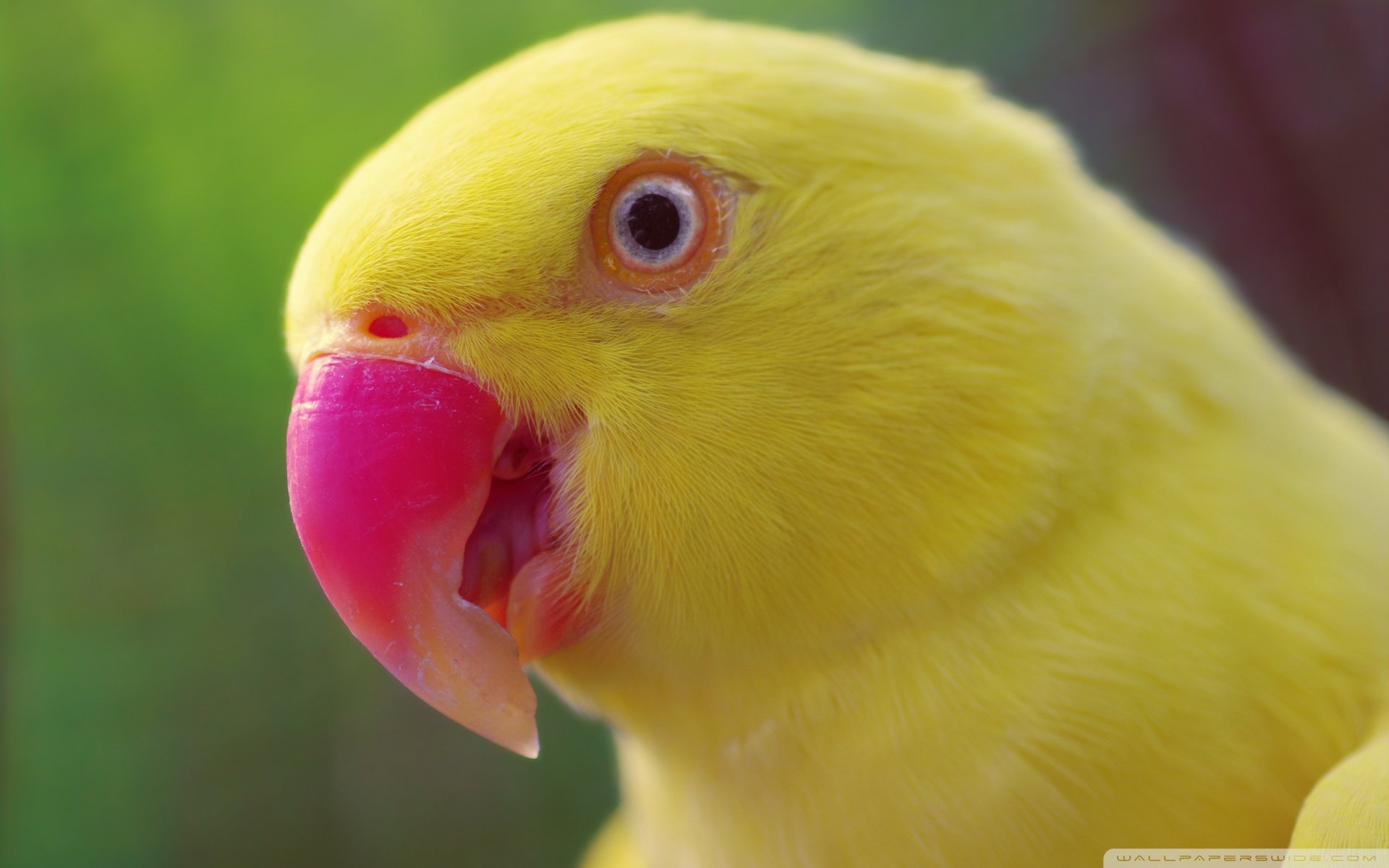 动物,野生动物,飞禽,鸟,飞翔,鹦鹉,五颜六色,彩色,色彩