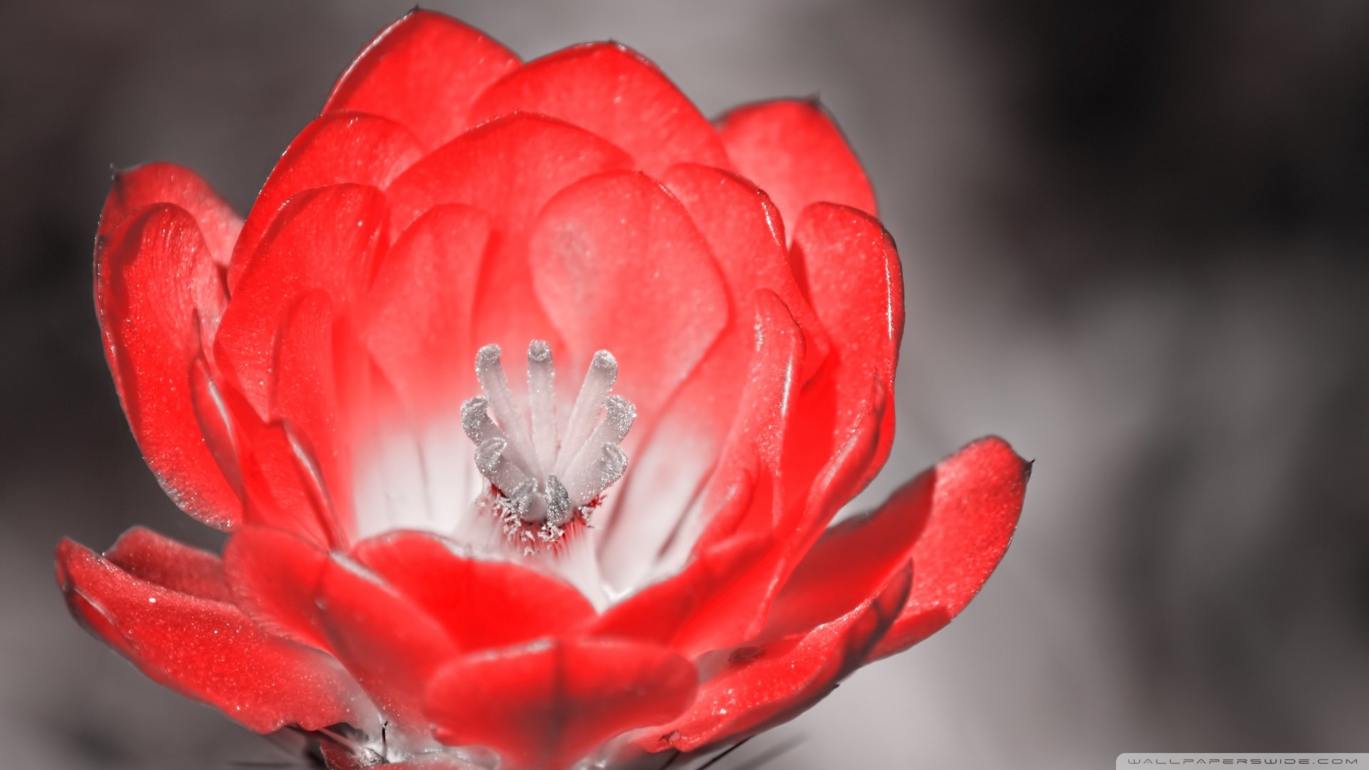 小清新,唯美,娇艳欲滴,花儿,春天,温暖,温馨一刻,清新淡雅,鸟语花香