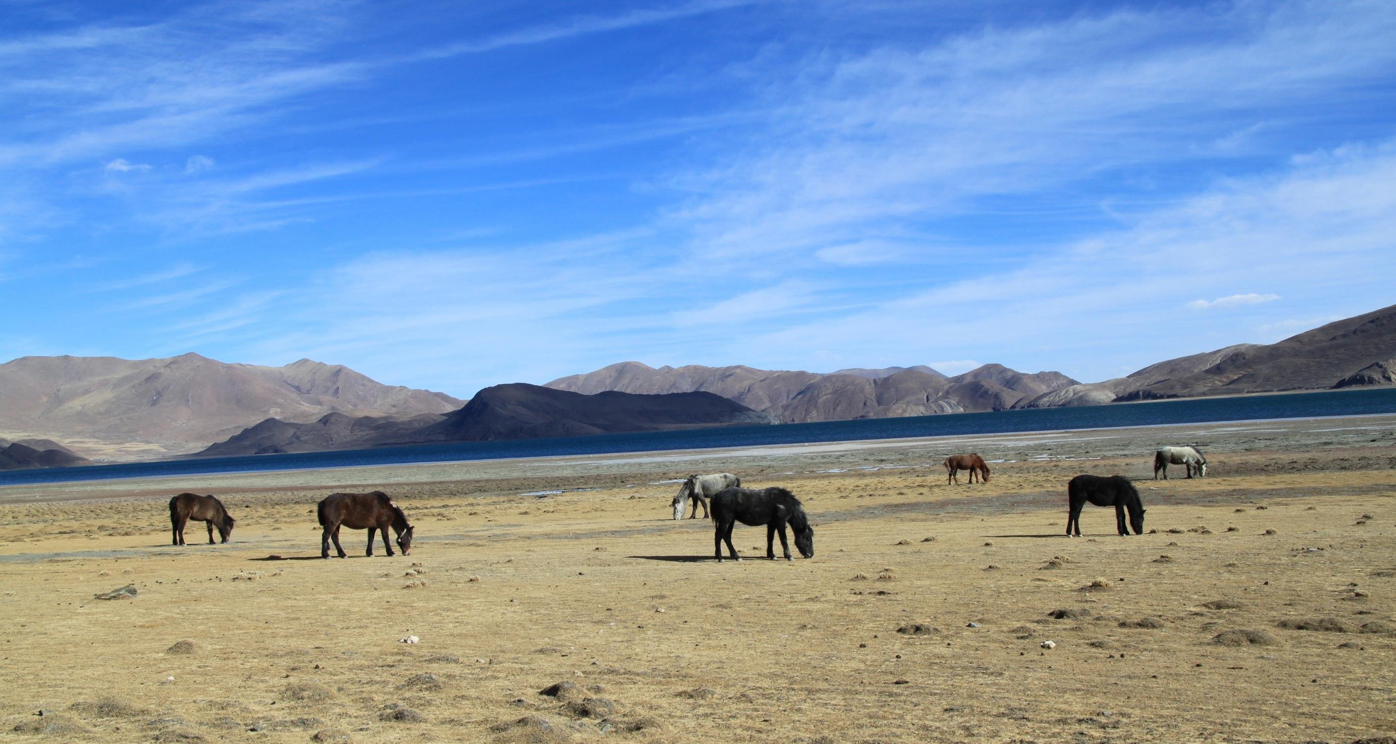 风景,自然风光,旅行,天堂,西藏,旅游胜地,自由,净化心灵
