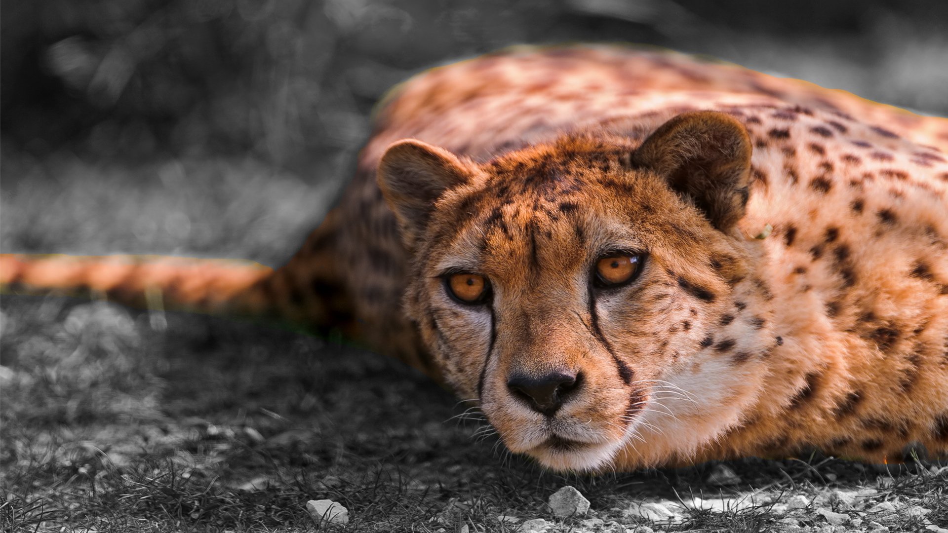 动物,野生动物,猎豹,豹子