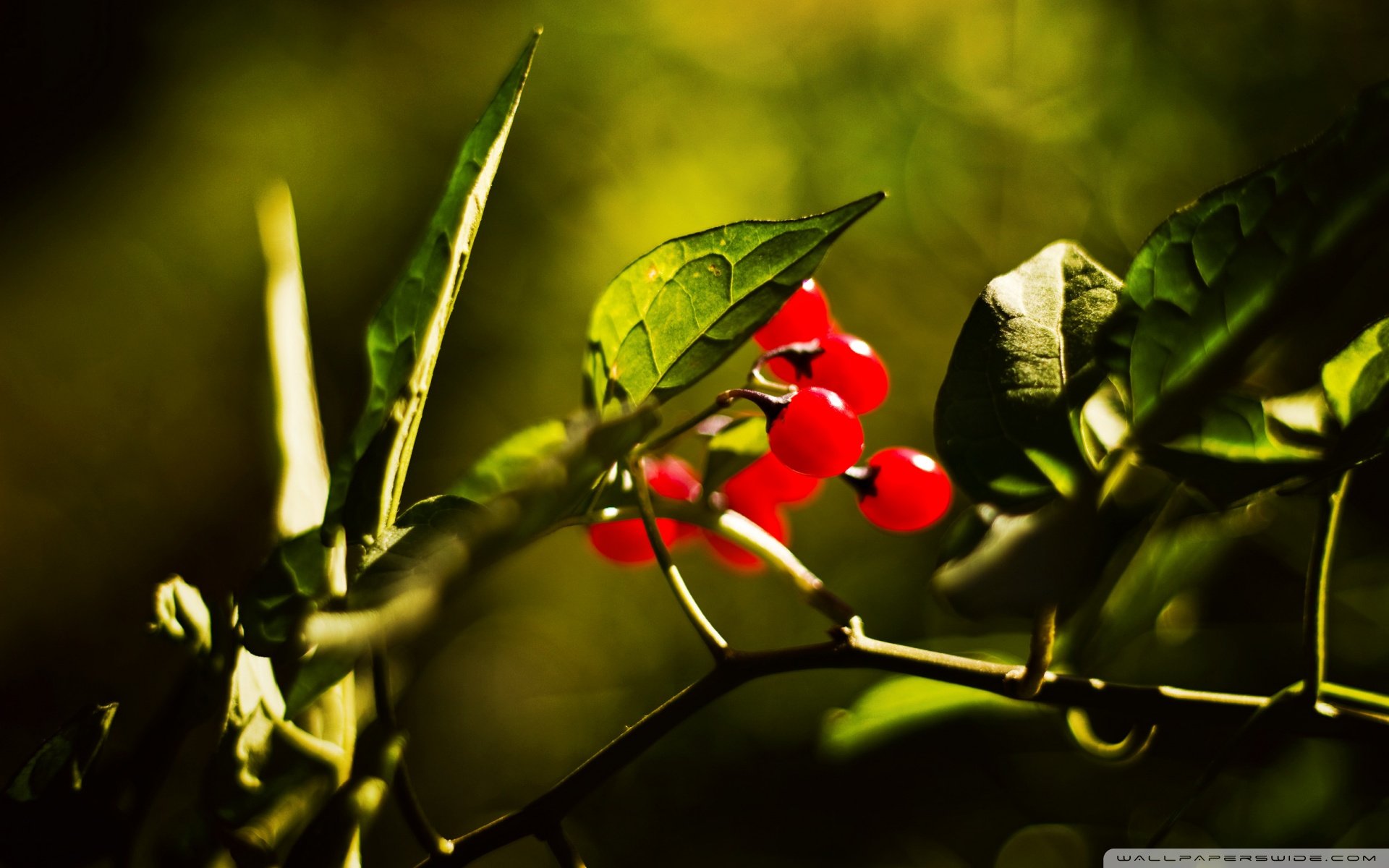 小清新,唯美,温馨,温暖,阳光,绿色养眼,自然,清新淡雅,花,春天,花团锦簇