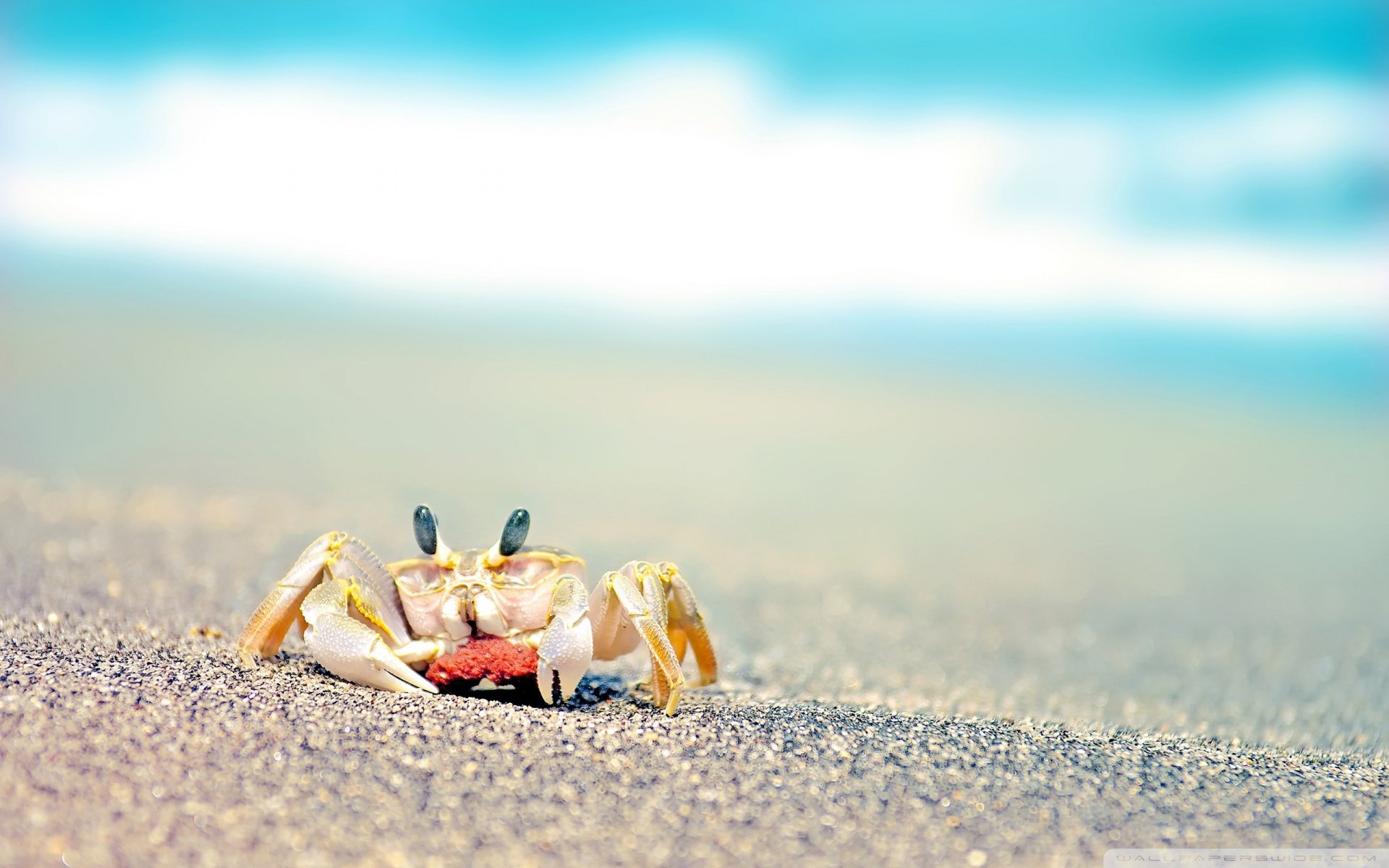 动物,野生动物,海洋天堂,海底世界,螃蟹,海边,沙滩