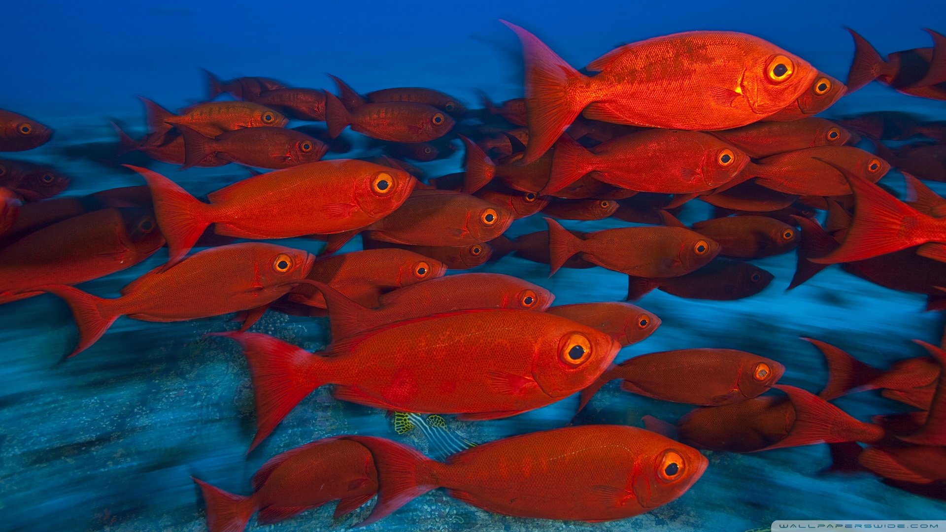 动物,野生动物,海洋天堂,海底世界,鱼
