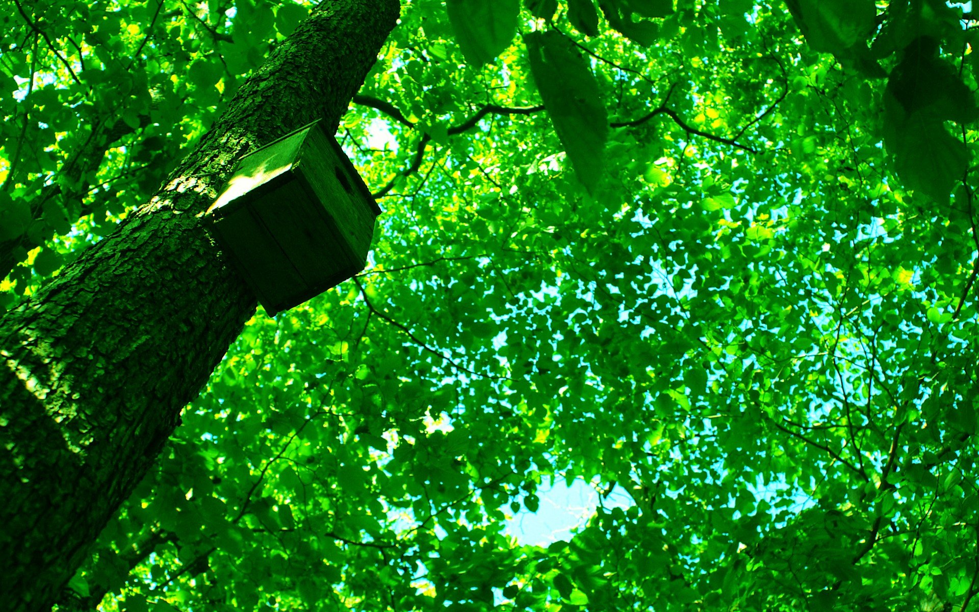小清新,风景,自然风光,绿色植物,绿色养眼,春天,唯美,安静