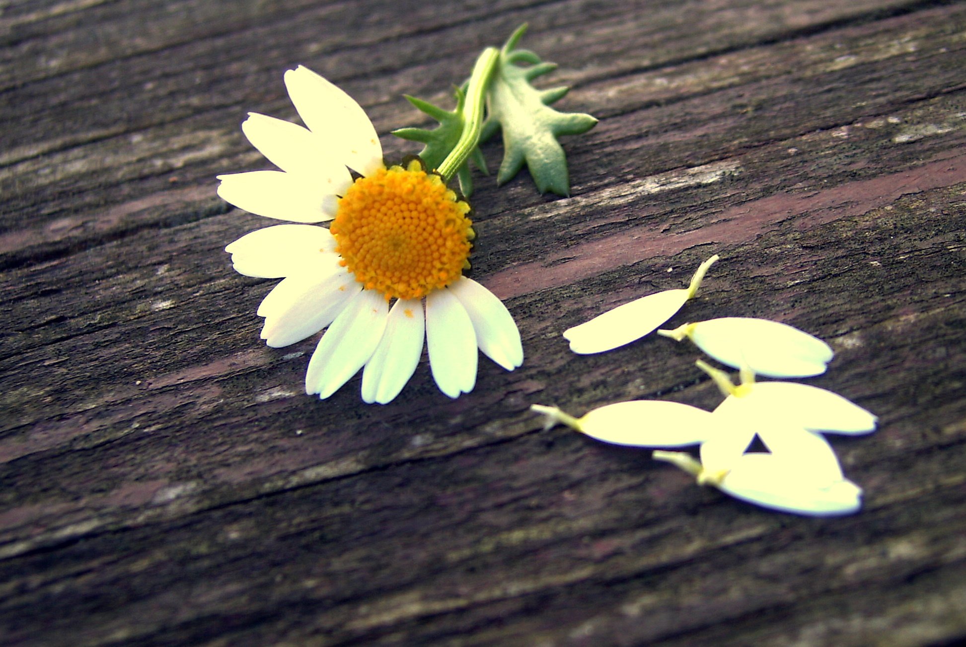 小清新,唯美,温馨,温暖,阳光,绿色养眼,自然,清新淡雅,花,春天,花团锦簇