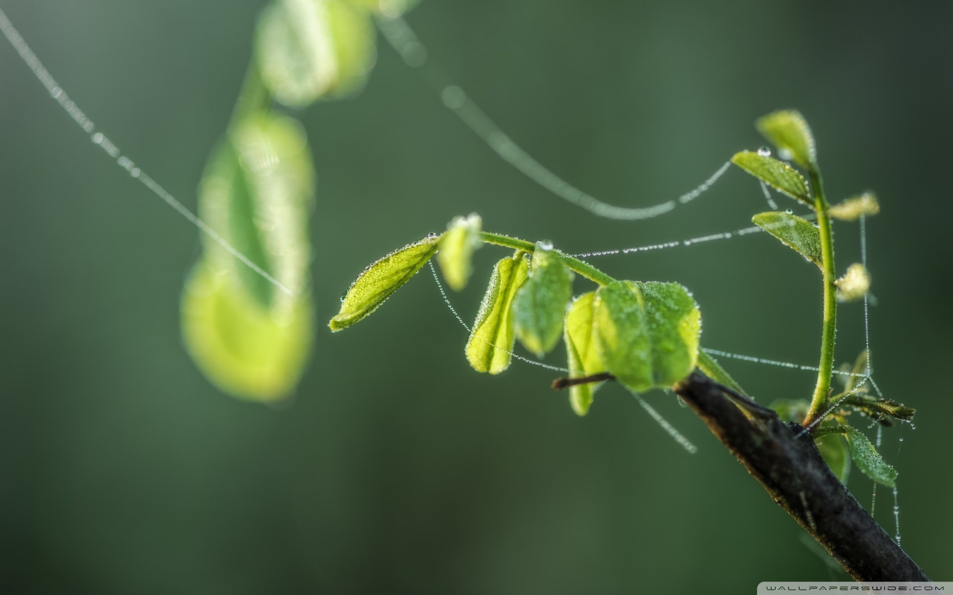 小清新,风景,自然风光,绿色植物,绿色养眼,春天,唯美,安静