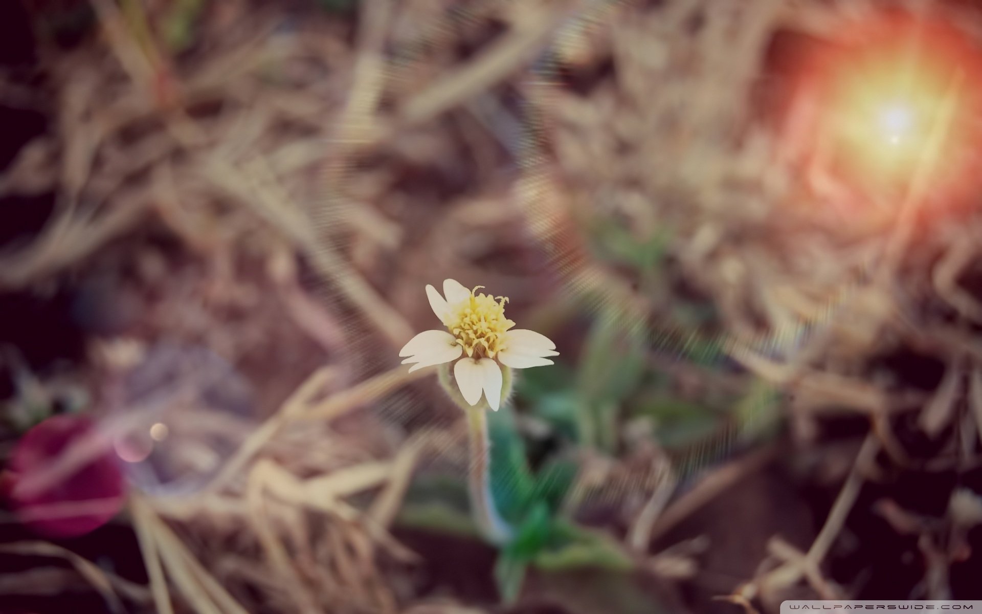 自然,风光,风景,春意盎然,春天,唯美,小花