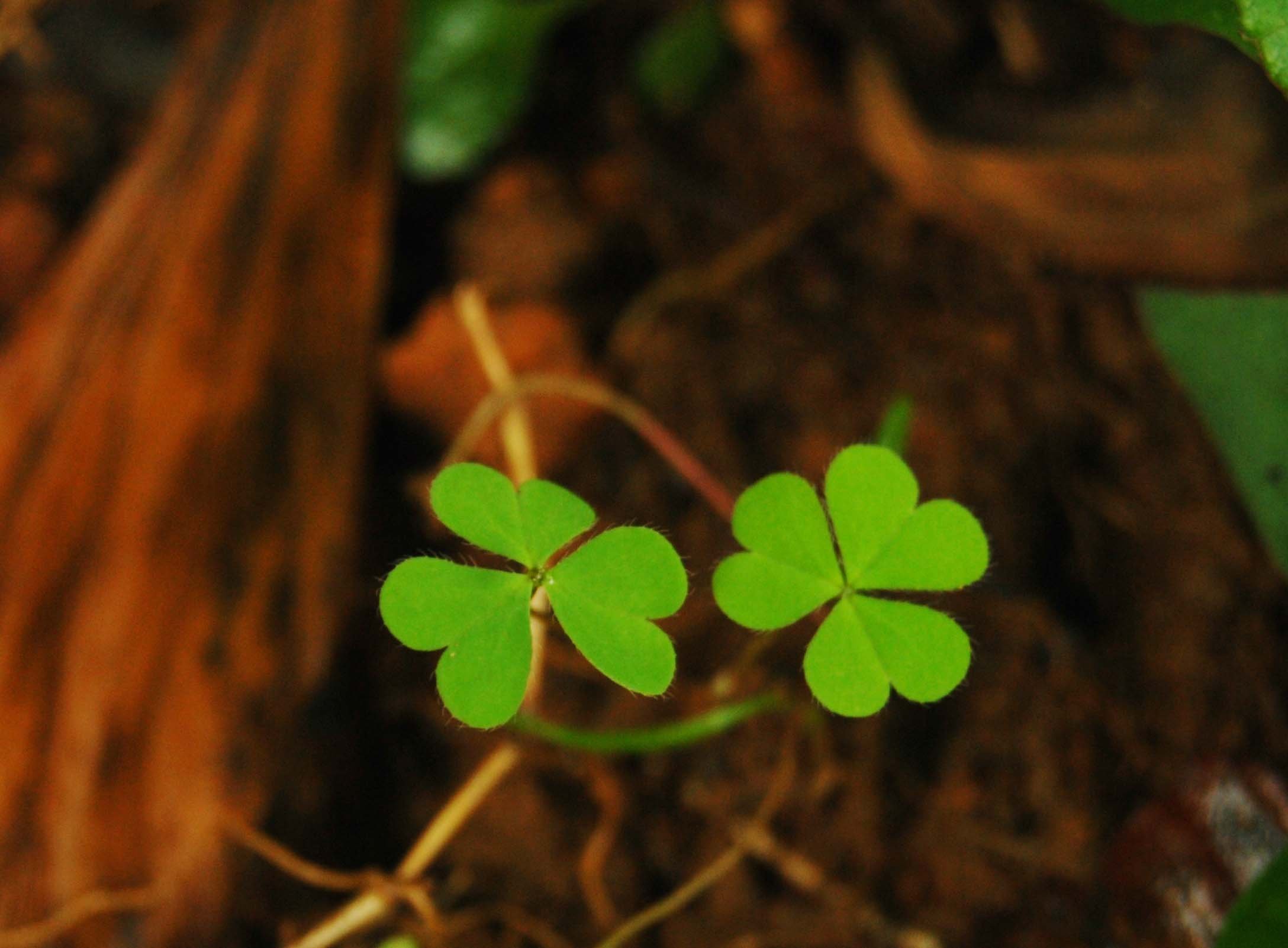 温馨一刻,小清新,风景,绿色养眼,三叶草,幸运草,植物