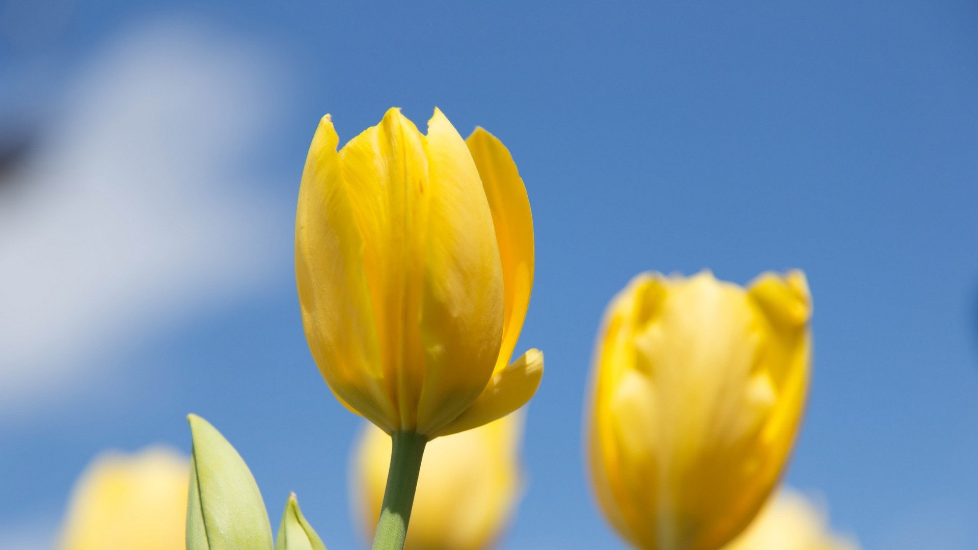 小清新,唯美,娇艳欲滴,花儿,春天,温暖,温馨一刻,清新淡雅,鸟语花香