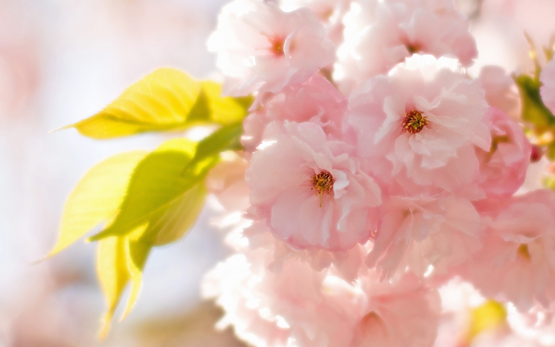 小清新,唯美,娇艳欲滴,花儿,春天,温暖,温馨一刻,清新淡雅,鸟语花香