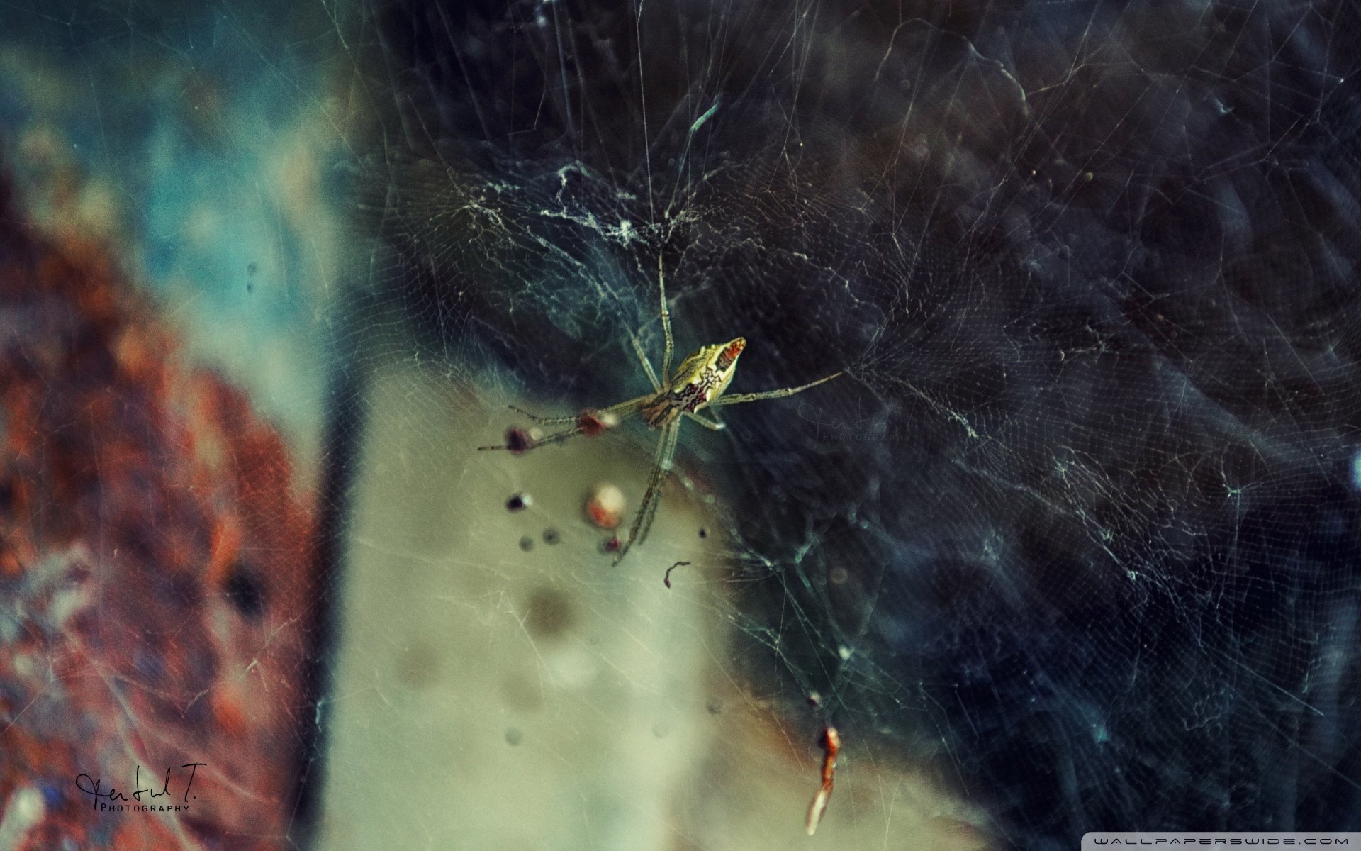 动物,野生动物,大自然,蜘蛛