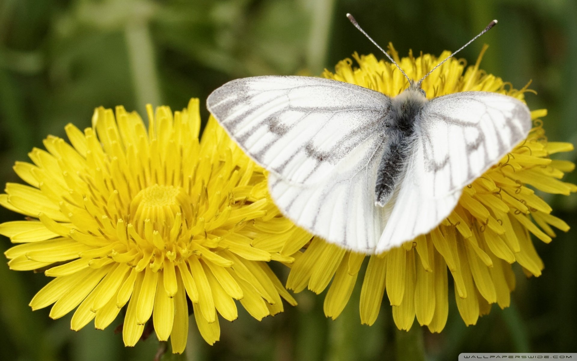 小清新,唯美,娇艳欲滴,花儿,春天,温暖,温馨一刻,清新淡雅,鸟语花香