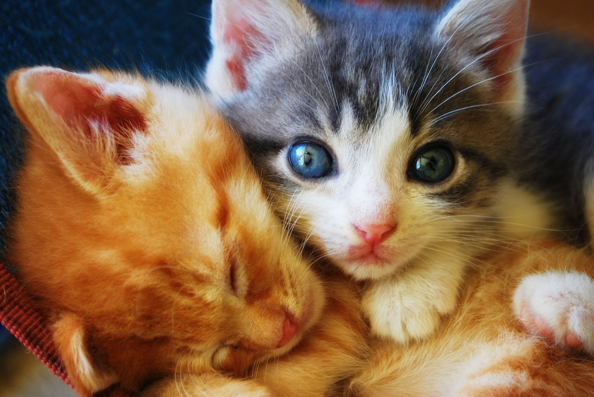 萌宠,动物,萌,可爱,宠物,古灵精怪,卖萌图,猫,喵星人