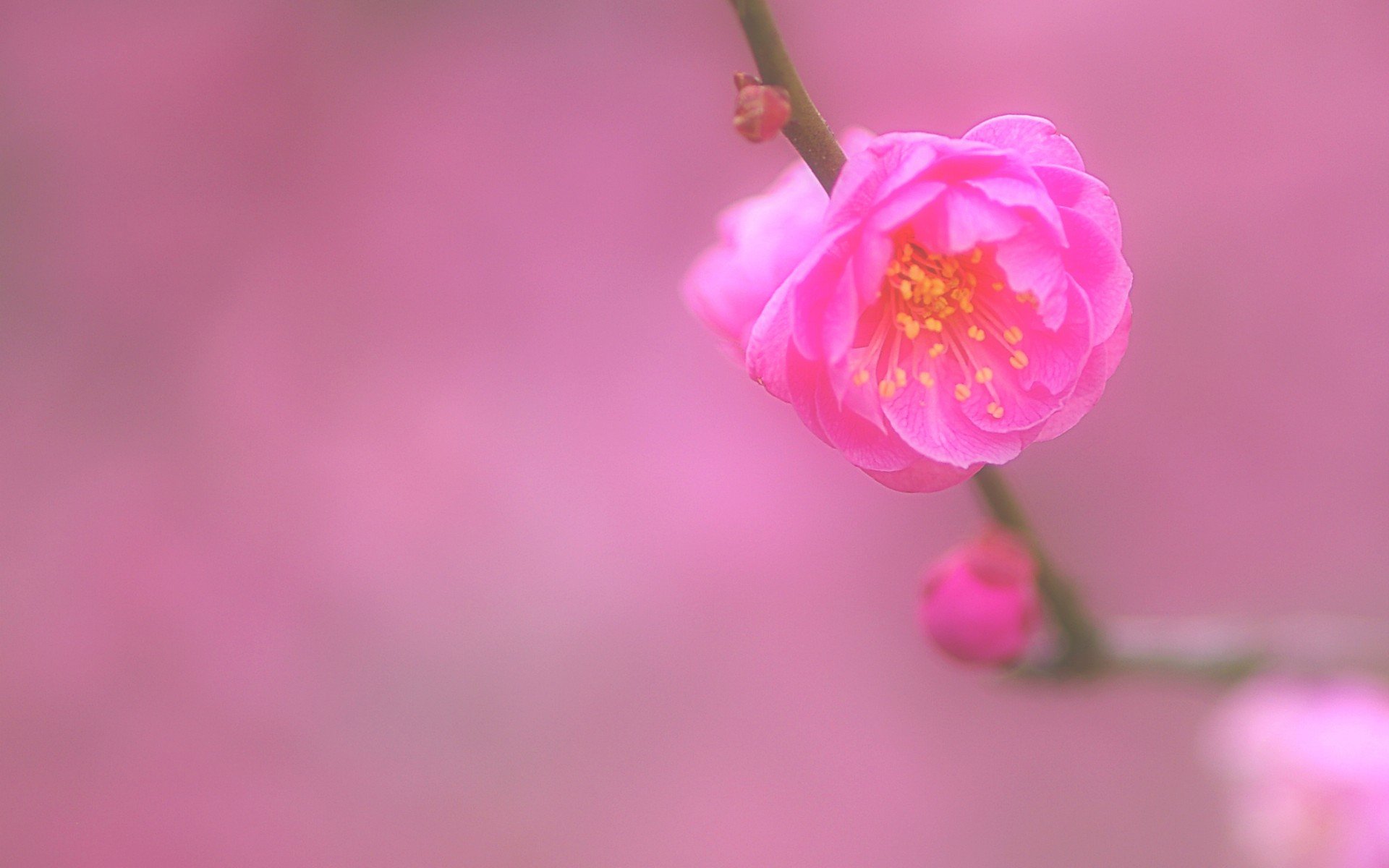 小清新,唯美,娇艳欲滴,花儿,春天,温暖,温馨一刻,清新淡雅,鸟语花香
