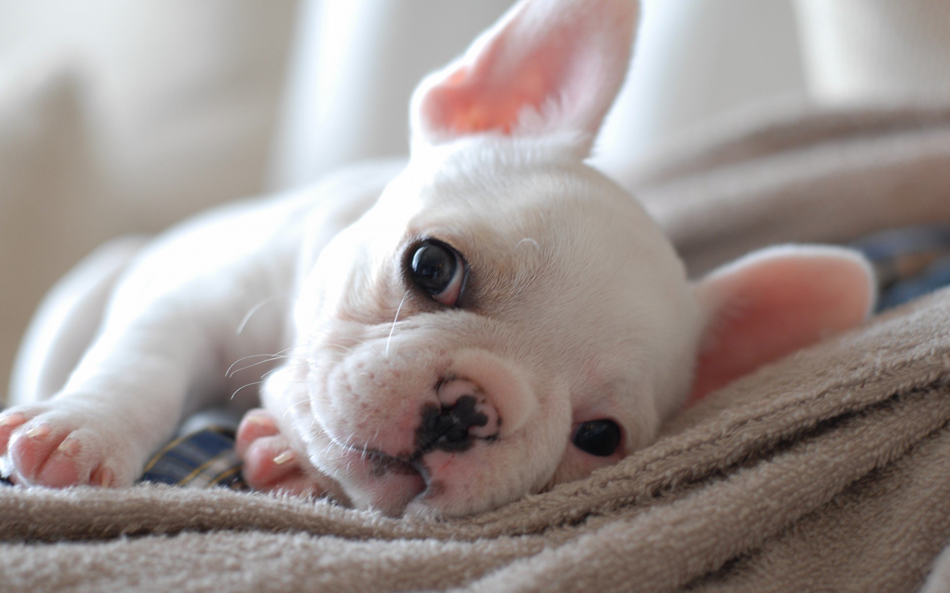 萌宠,动物,萌,可爱,宠物,古灵精怪,卖萌图,狗,汪星人