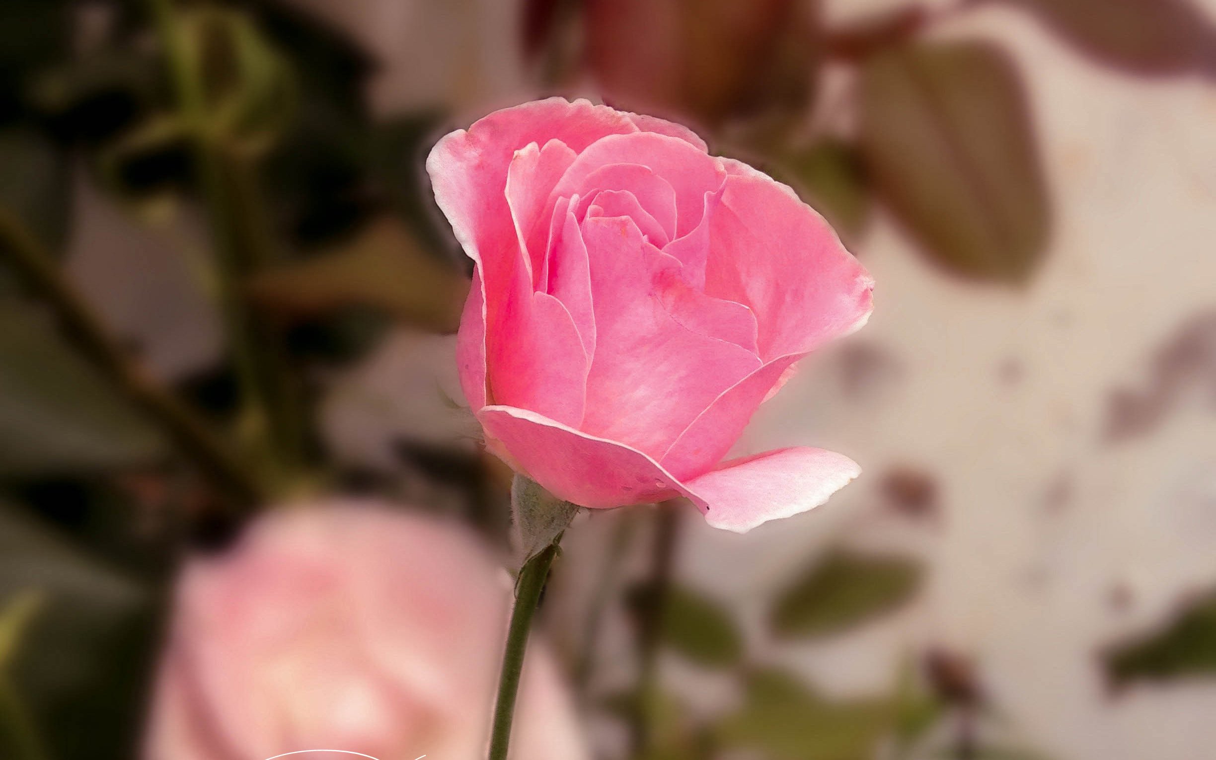 小清新,唯美,温暖,安静