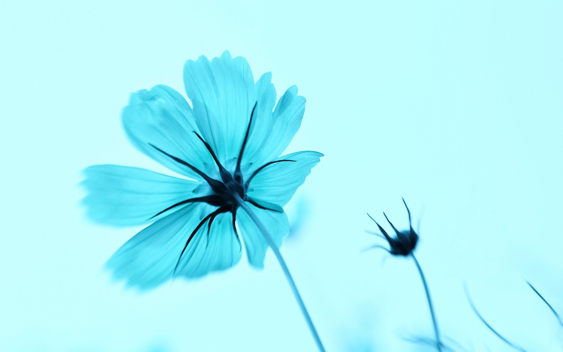 小清新,唯美,娇艳欲滴,花儿,春天,温暖,温馨一刻,清新淡雅,鸟语花香