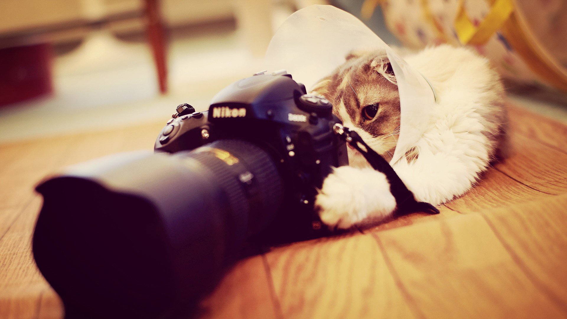 萌宠,动物,萌,可爱,宠物,古灵精怪,卖萌图,猫,喵星人