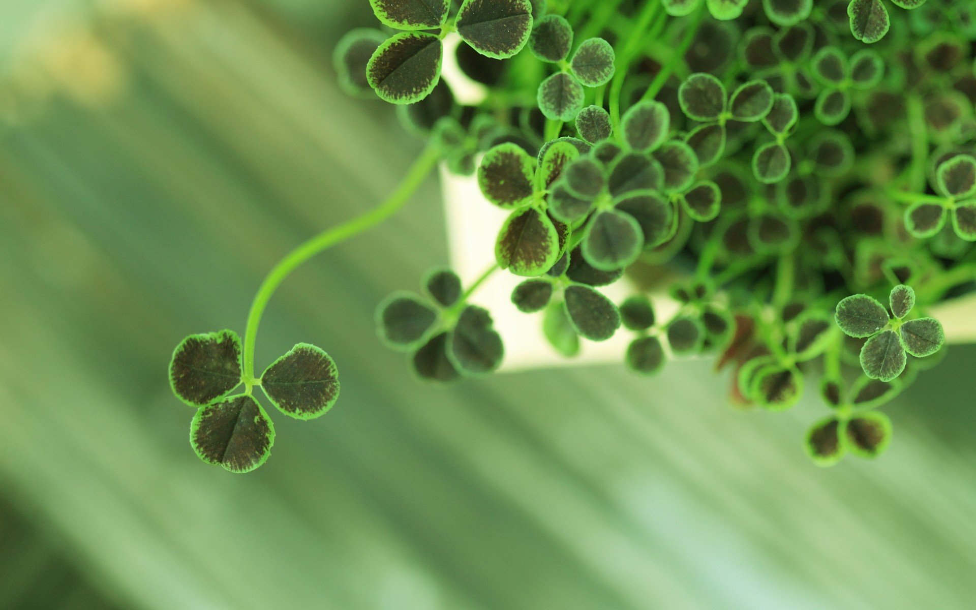 小清新,风景,自然风光,绿色植物,绿色养眼,春天,唯美,安静