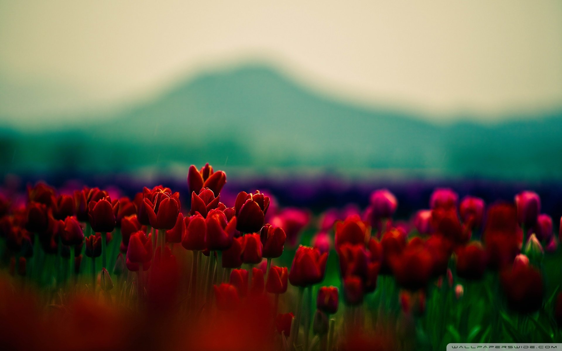 自然风光,绿色,清新,唯美,意境,炎炎夏日,旅游胜地,风景