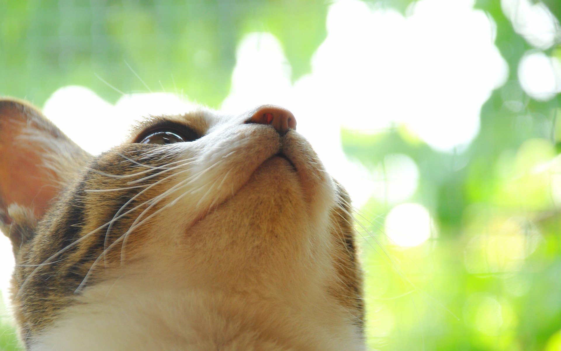 萌宠,动物,萌,可爱,宠物,古灵精怪,卖萌图,猫,喵星人