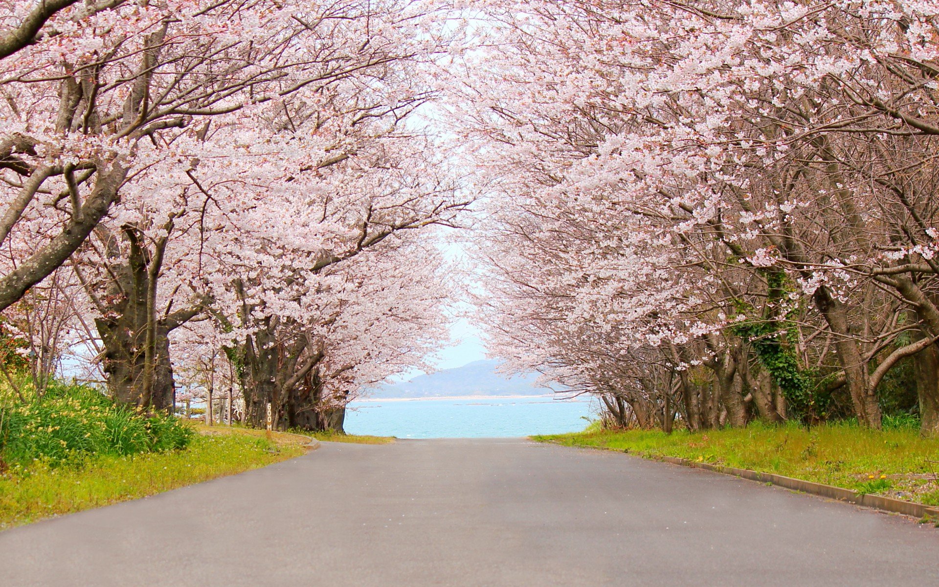 小清新,唯美,娇艳欲滴,花儿,春天,温暖,温馨一刻,清新淡雅,鸟语花香