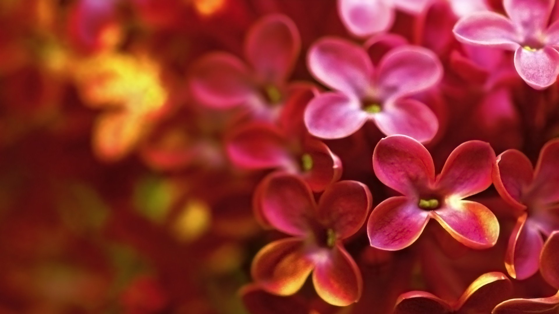 小清新,唯美,娇艳欲滴,花儿,春天,温暖,温馨一刻,清新淡雅,鸟语花香