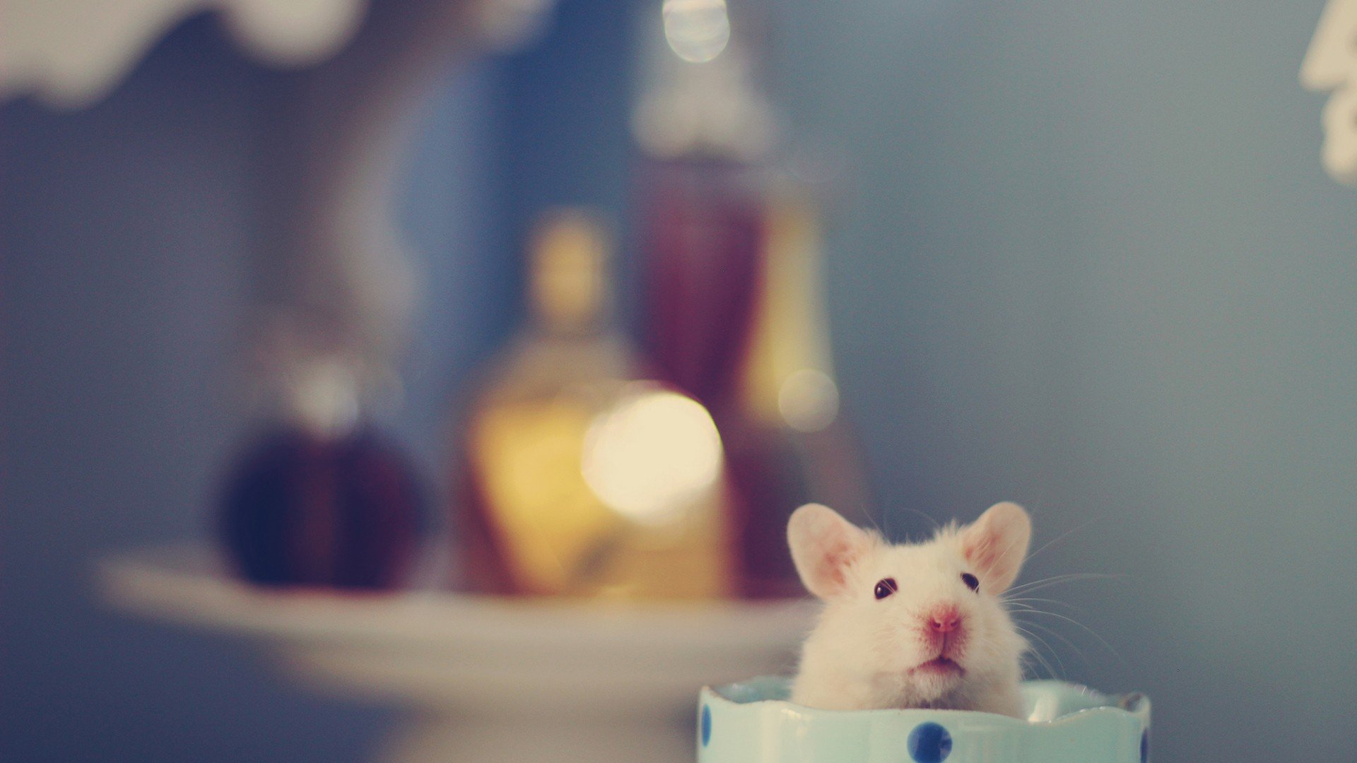 小清新,唯美,温暖,温馨一刻,静物写真