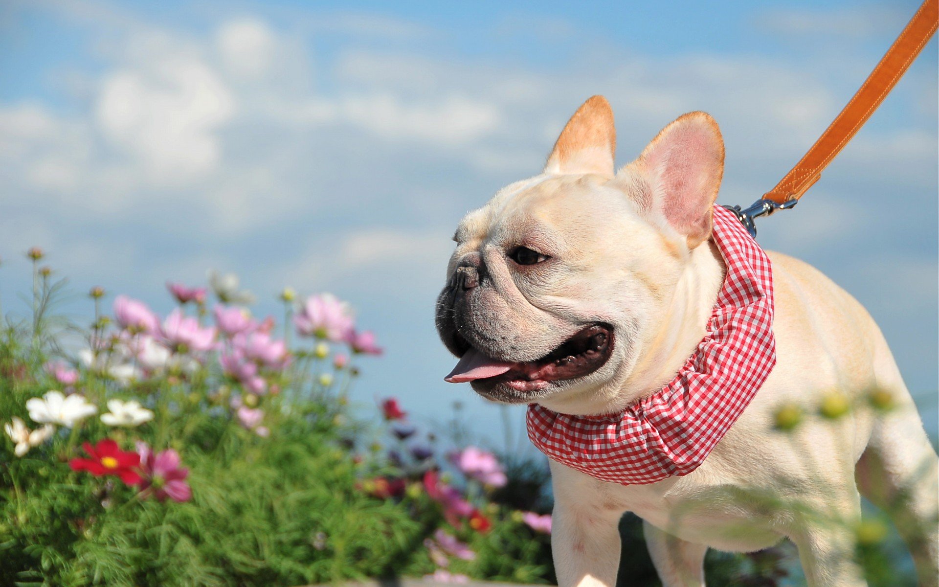 萌宠,动物,萌,可爱,宠物,古灵精怪,卖萌图,狗,汪星人