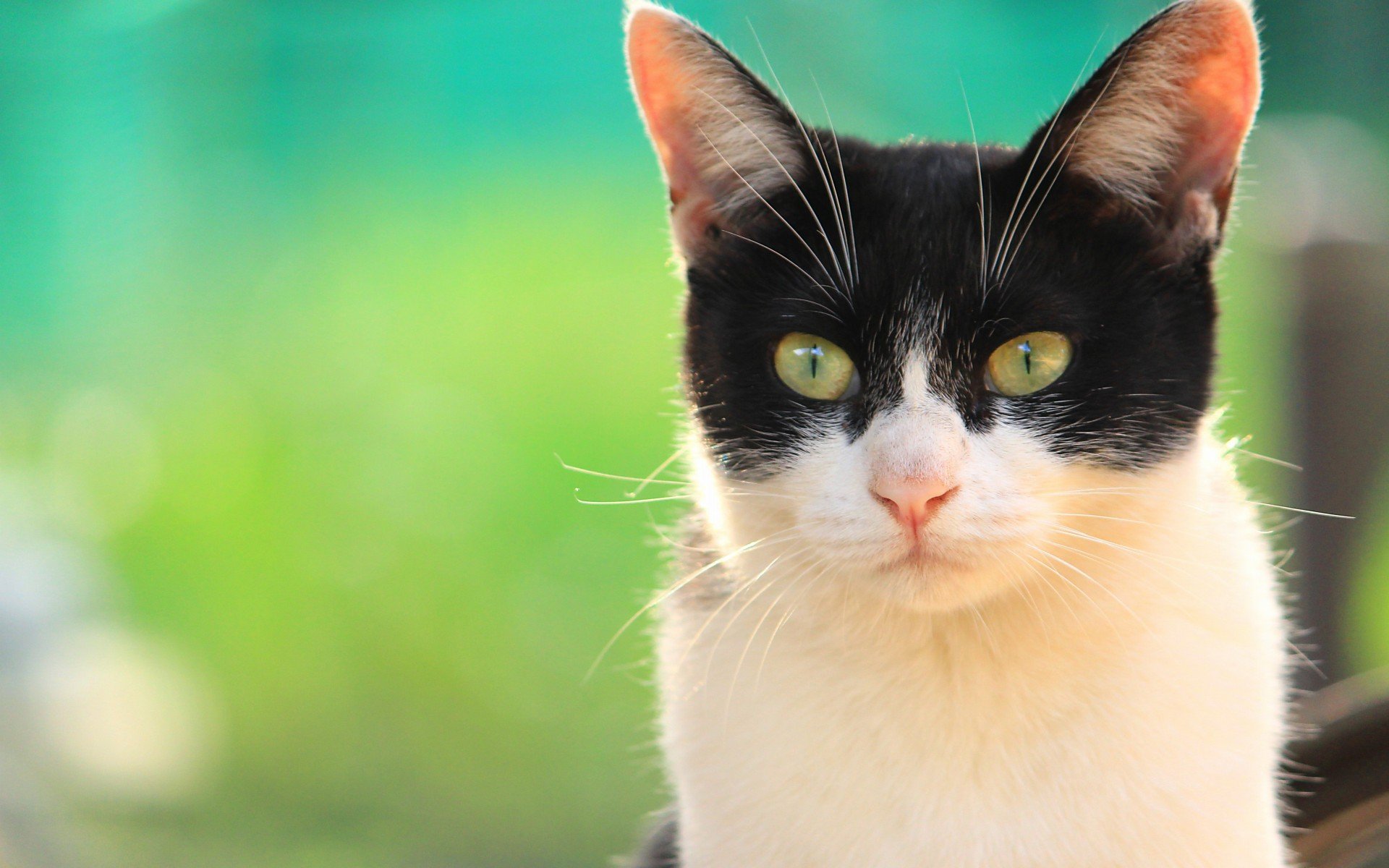 萌宠,动物,萌,可爱,宠物,古灵精怪,卖萌图,猫,喵星人