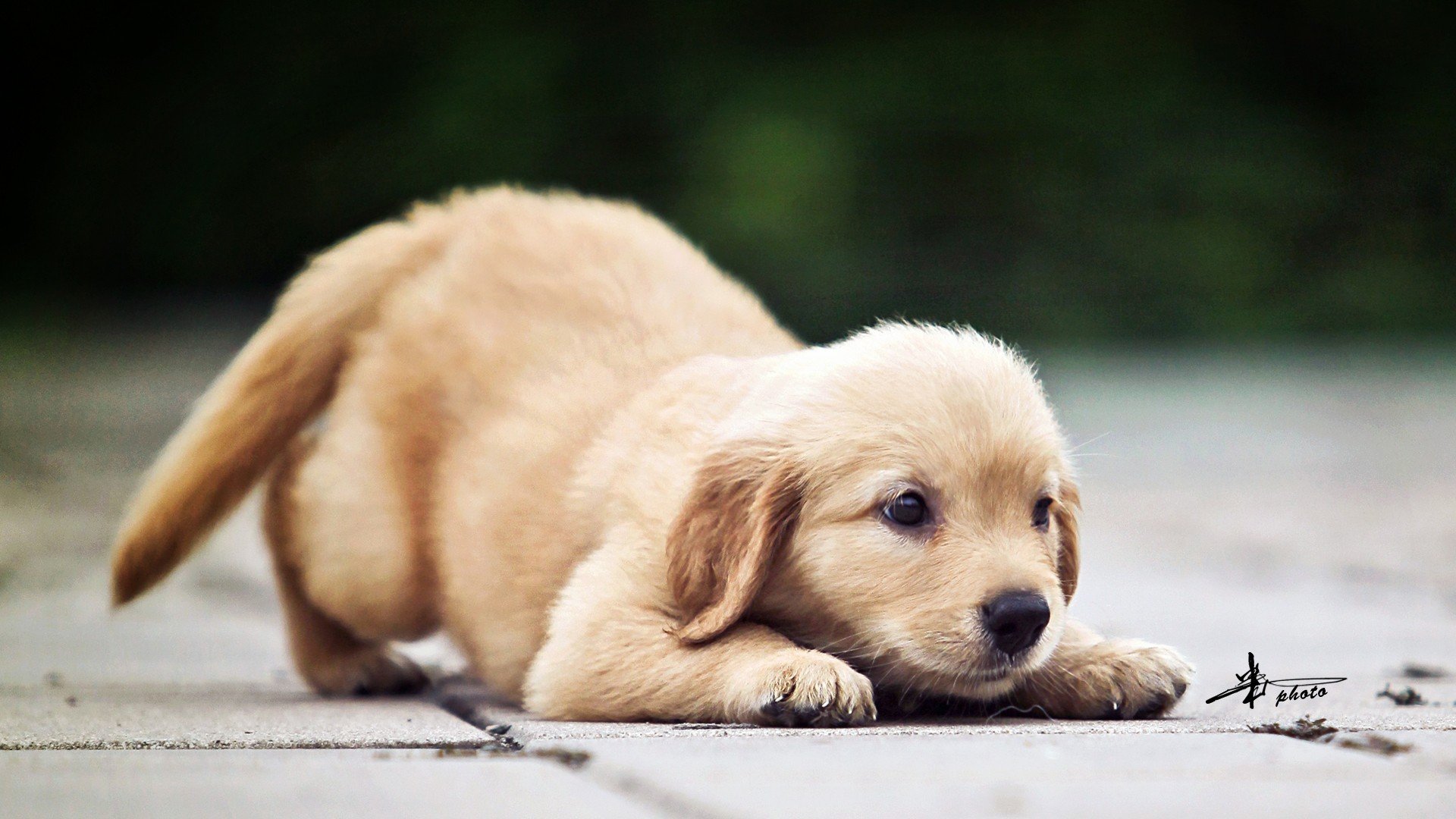 萌宠,动物,萌,可爱,宠物,古灵精怪,卖萌图,狗,汪星人