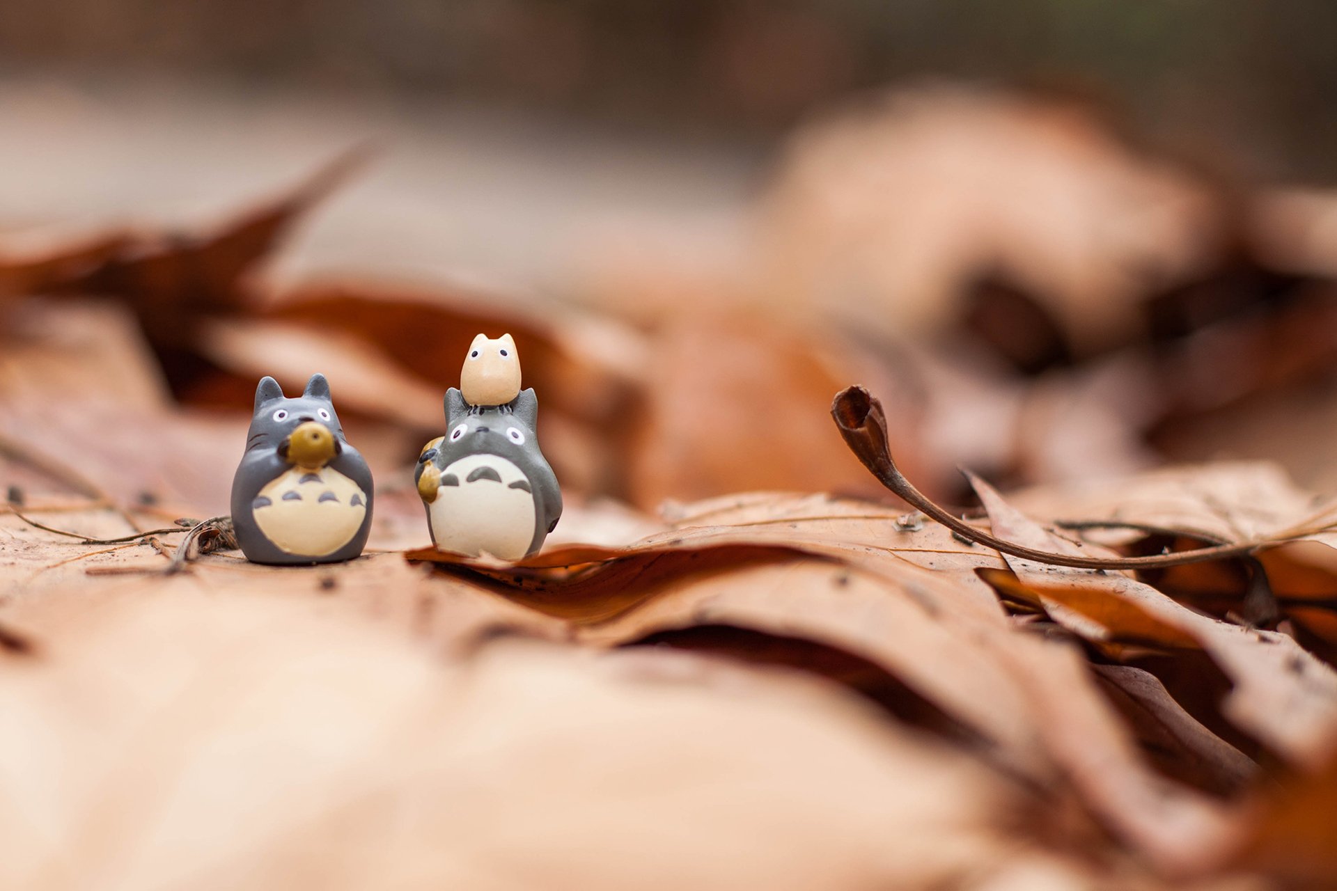 小清新,唯美,温暖,温馨一刻,静物写真,龙猫