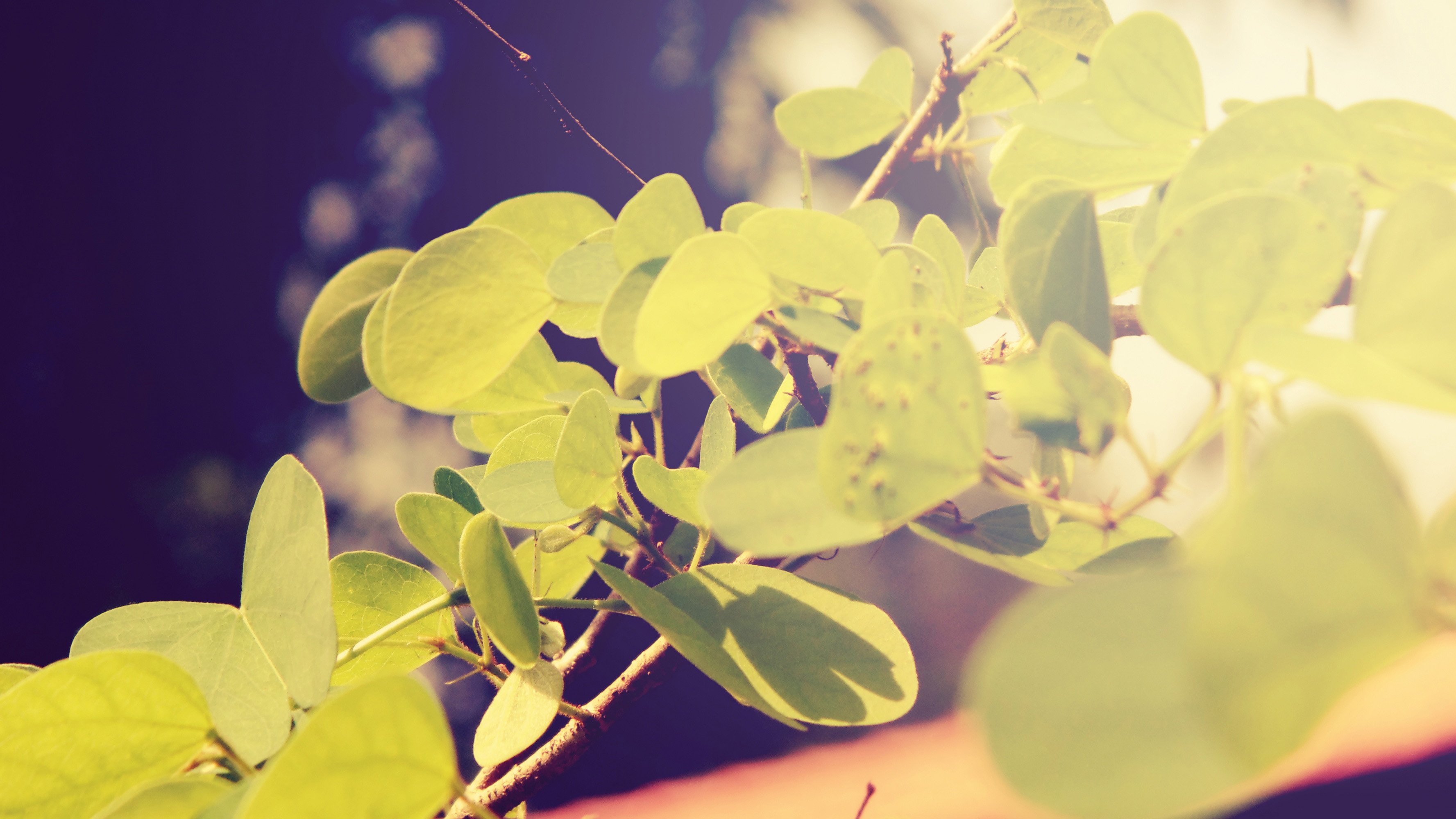 小清新,唯美,娇艳欲滴,花儿,春天,温暖,温馨一刻,清新淡雅,鸟语花香